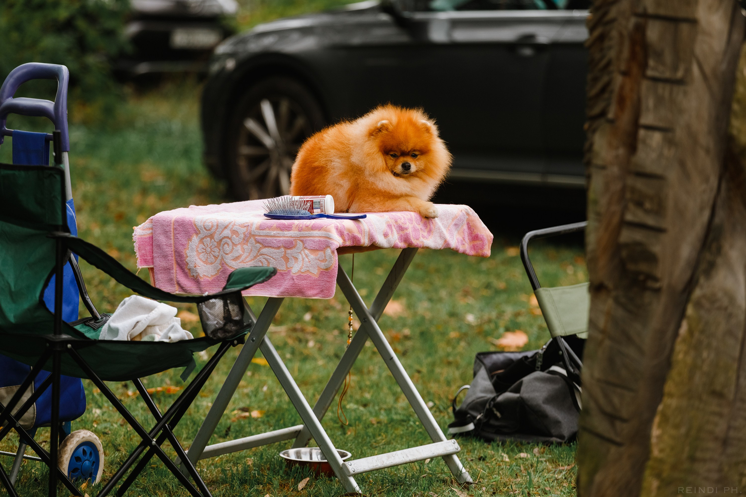 «Argus» dog show in Brest. Kaja | fotograf we Wrocławiu | ludzie i psy