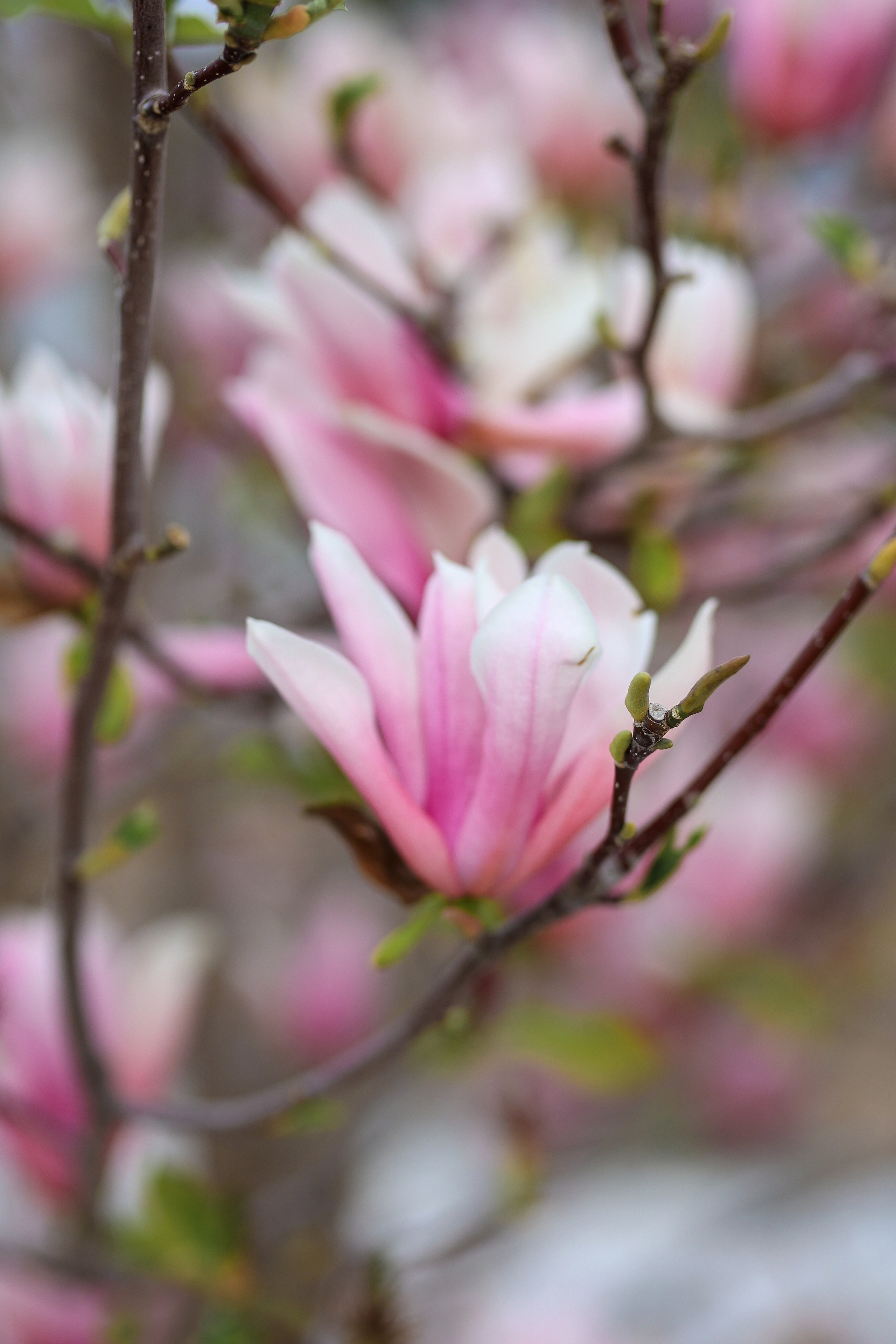 Photoshooting in magnolia. Photographer in Turkey, Antalya, Kemer, Belek, Side, Kas, Fethiye