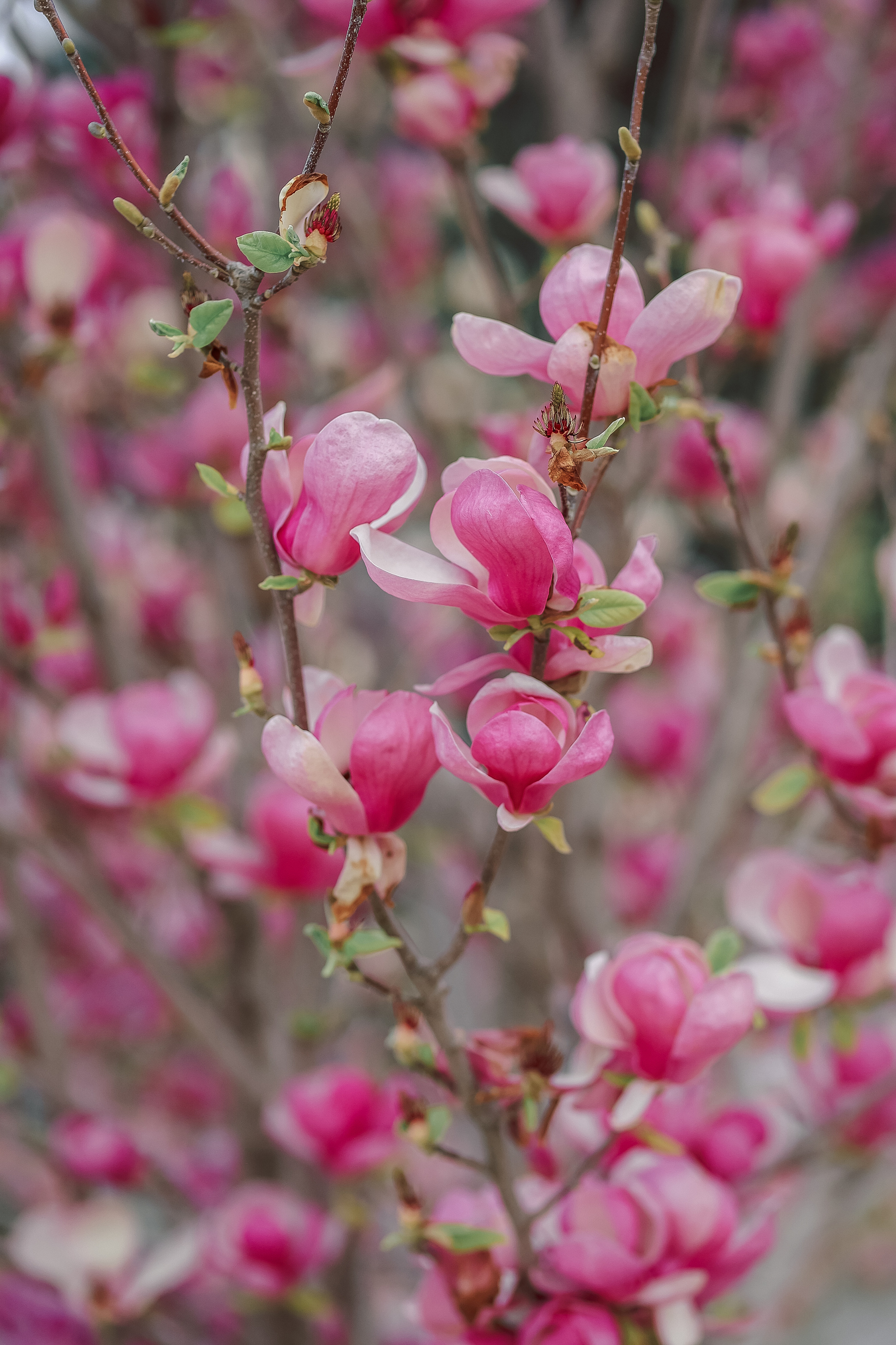 Photoshooting in magnolia. Photographer in Turkey, Antalya, Kemer, Belek, Side, Kas, Fethiye