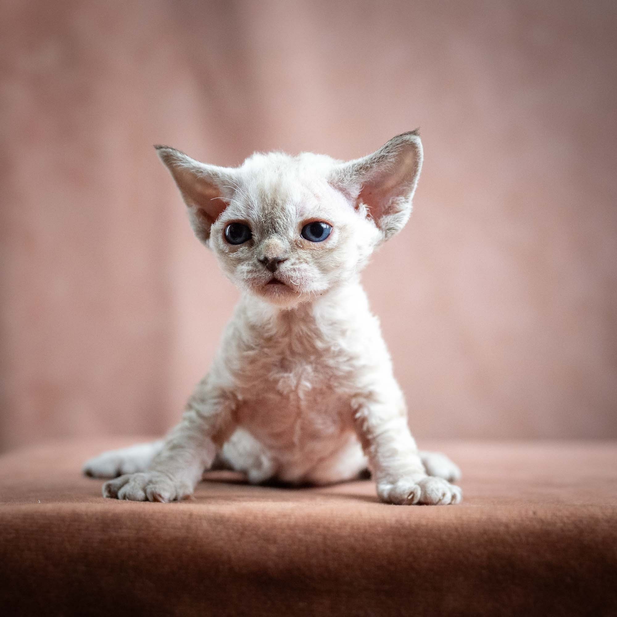 Nessa, girl, born 01.17.26. Devon Rex Pixie Cattery
