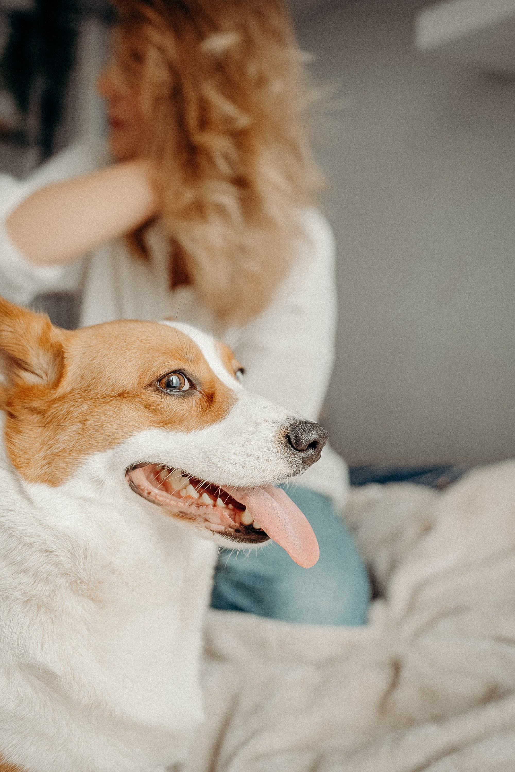 Photos of a little corgi and her owner. Portrait and wedding photographer in New York
