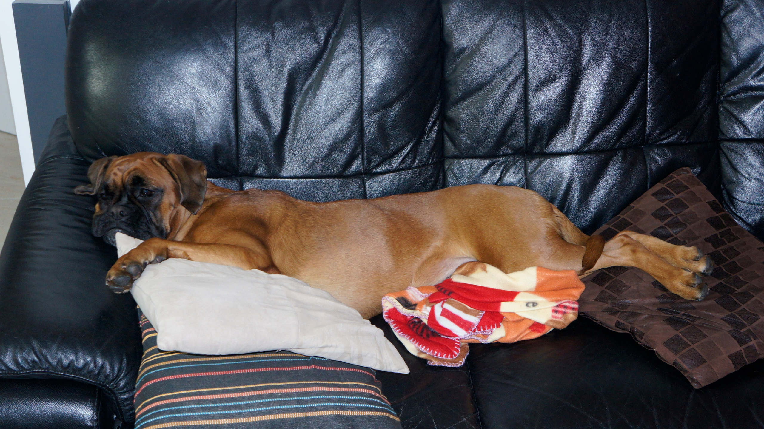 My ״Star״ Boxer Dog