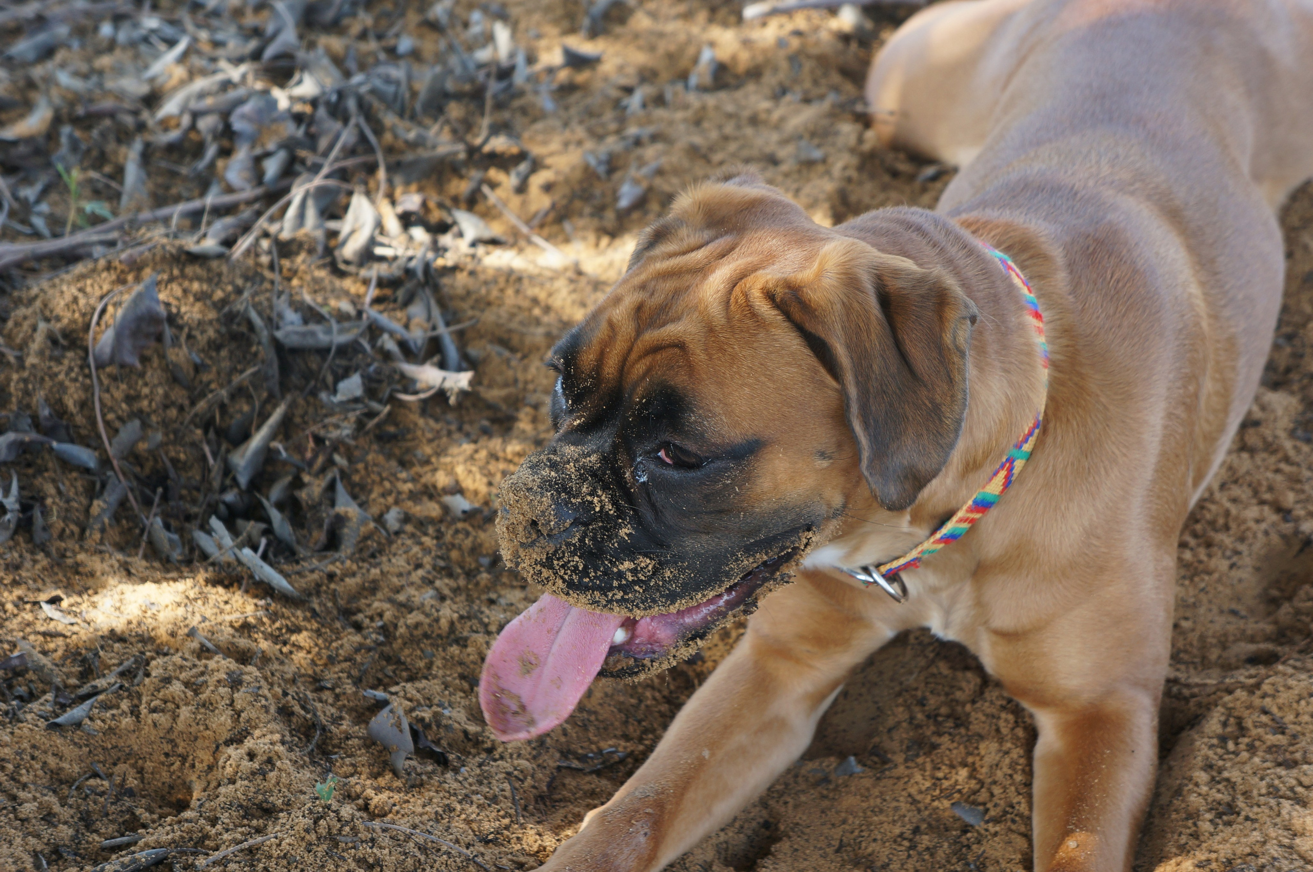 My ״Star״ Boxer Dog