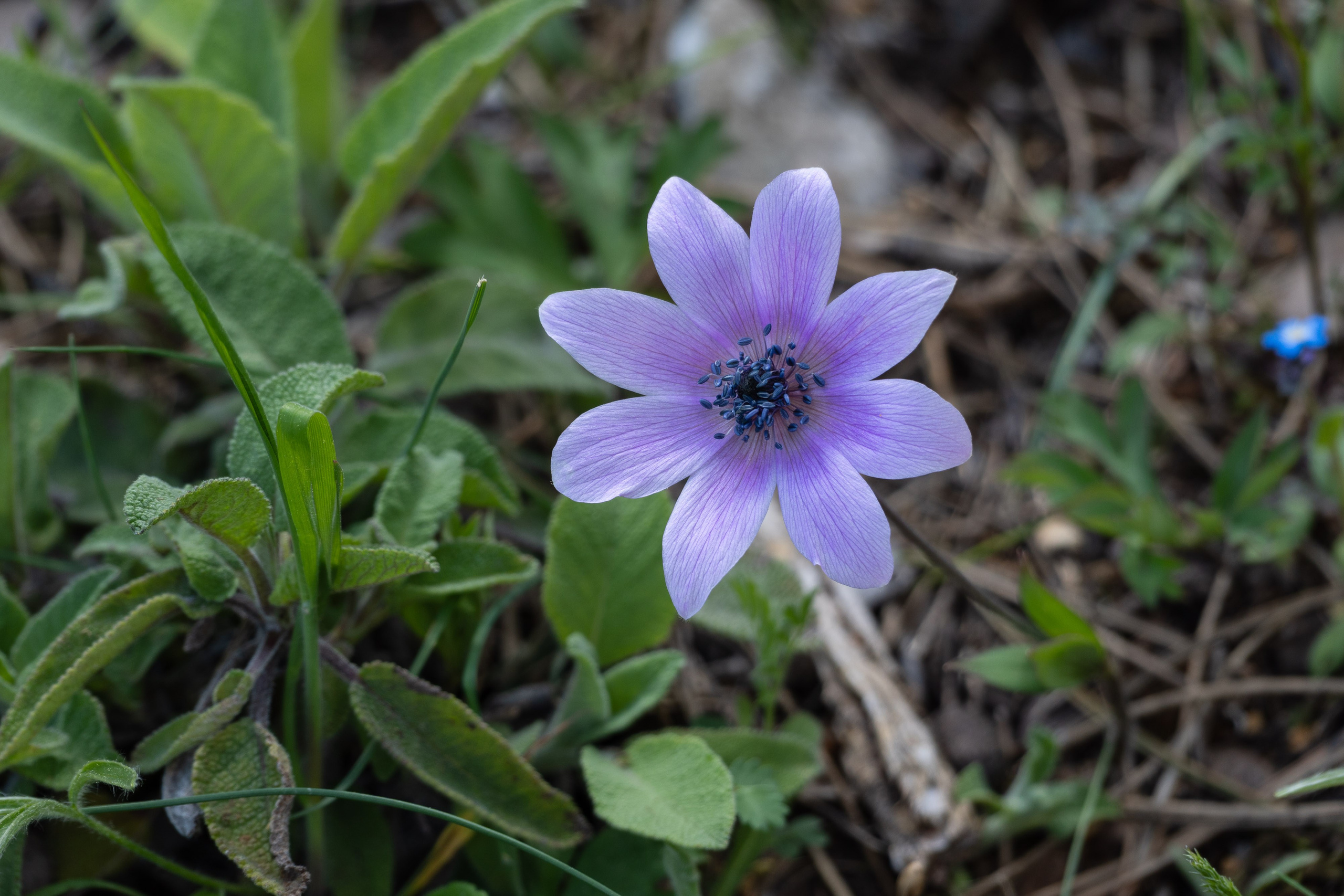 Thasos 2025. Fotografiideplacere.net