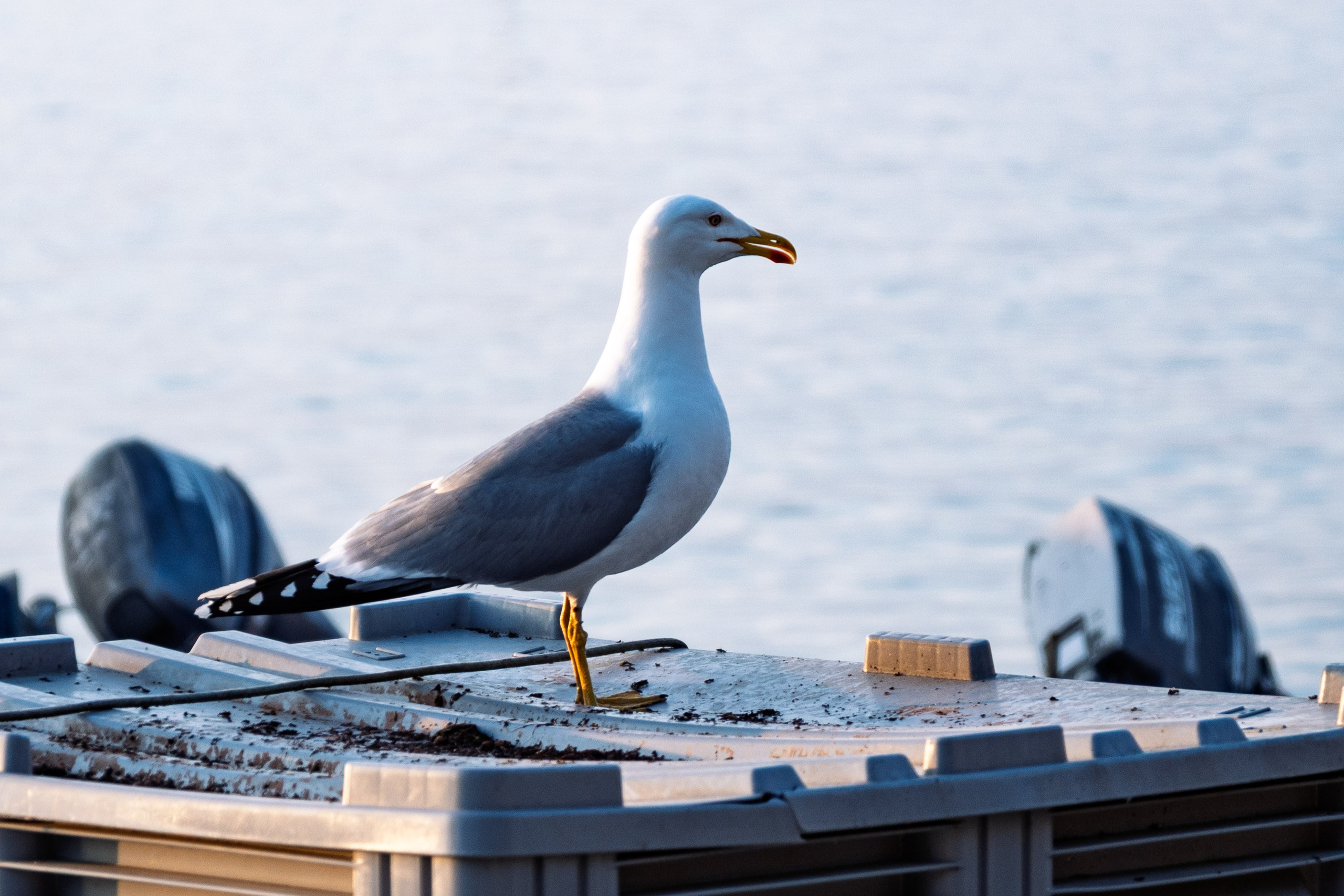 Thasos 2025. Fotografiideplacere.net