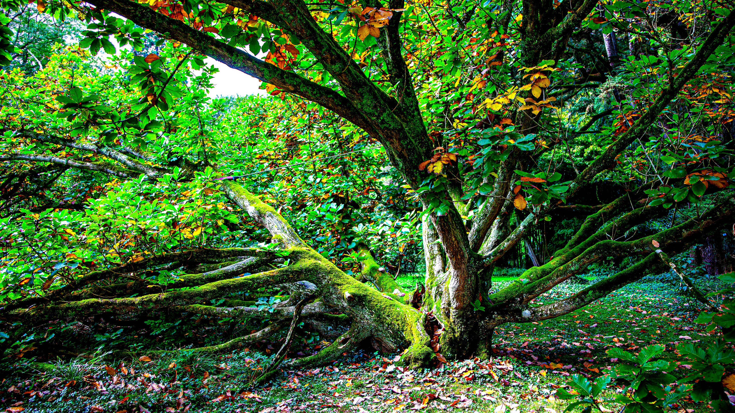 187.Mainau.Germany.24.9.2024. Путешествия в формате 360......