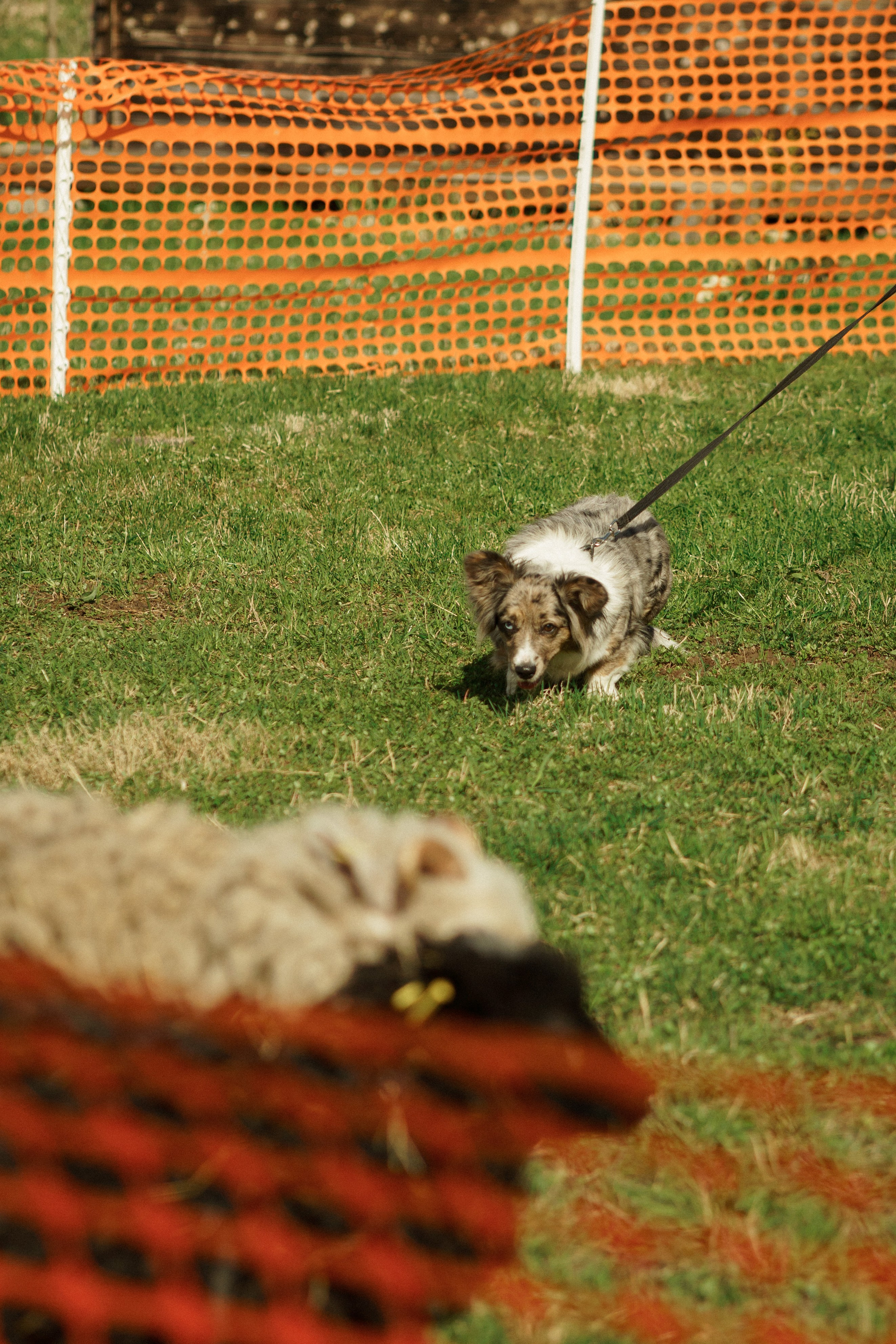 Herding Days, 26 apr. 2025. Kat Laisaar — Pet photographer in Tallinn
