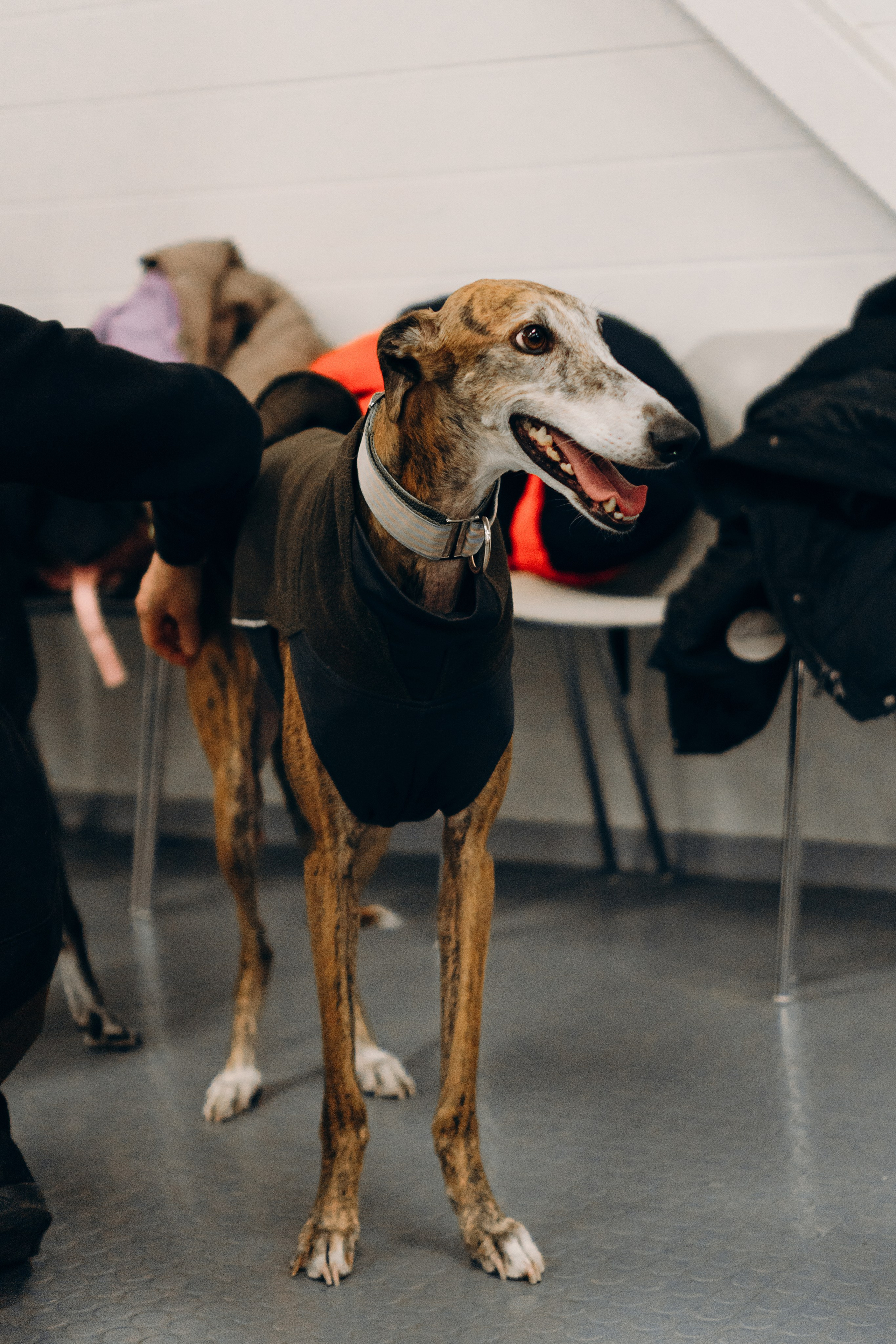 GalgoTreff / PetCity Rannamõisa, 13 apr. 2025. Kat Laisaar — Pet photographer in Tallinn