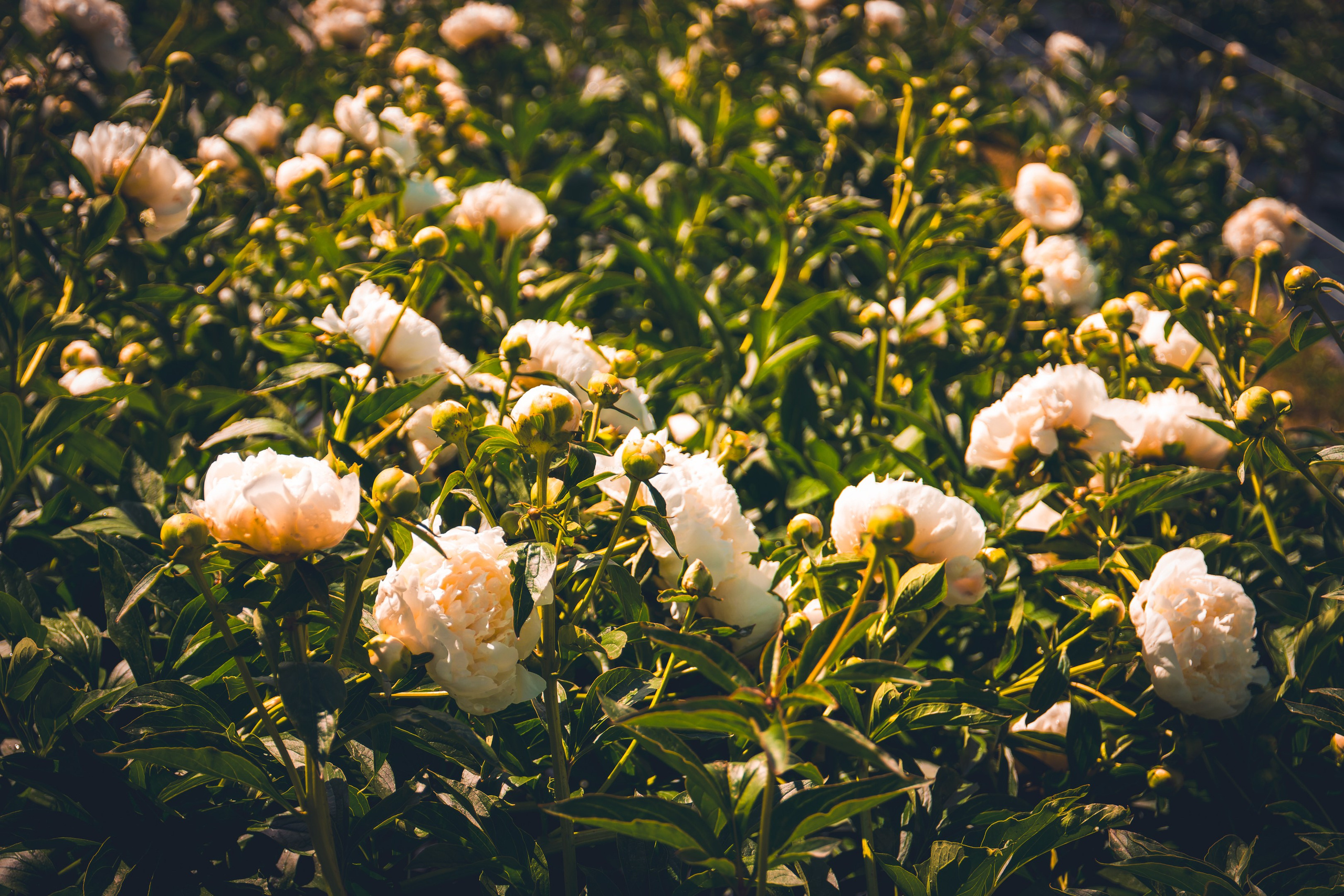 Saarema, reis. Nebula 25 — Fotod teie hingele