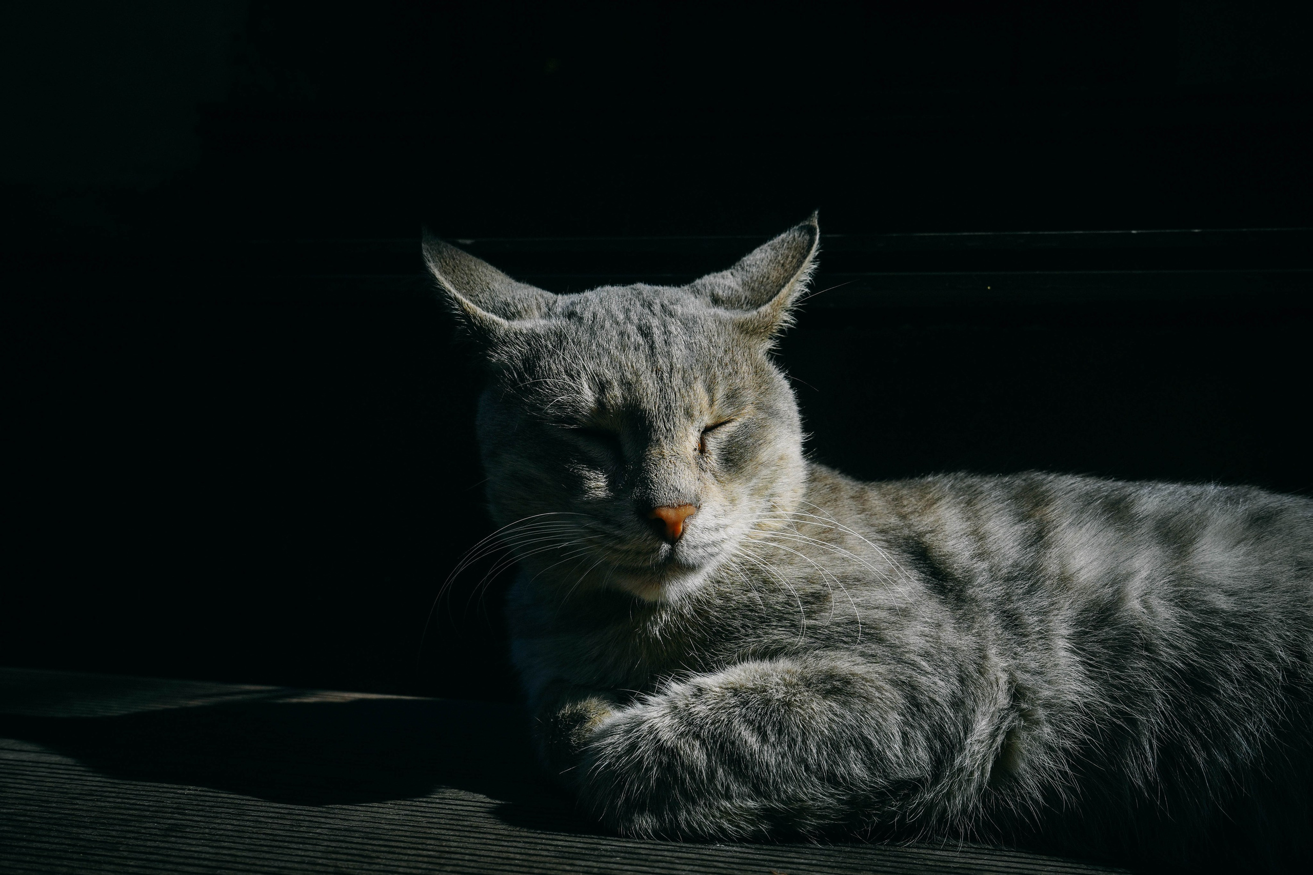 Кот шпедингера. Стрит-фотография, полная абсурда, идиотизма и красоты