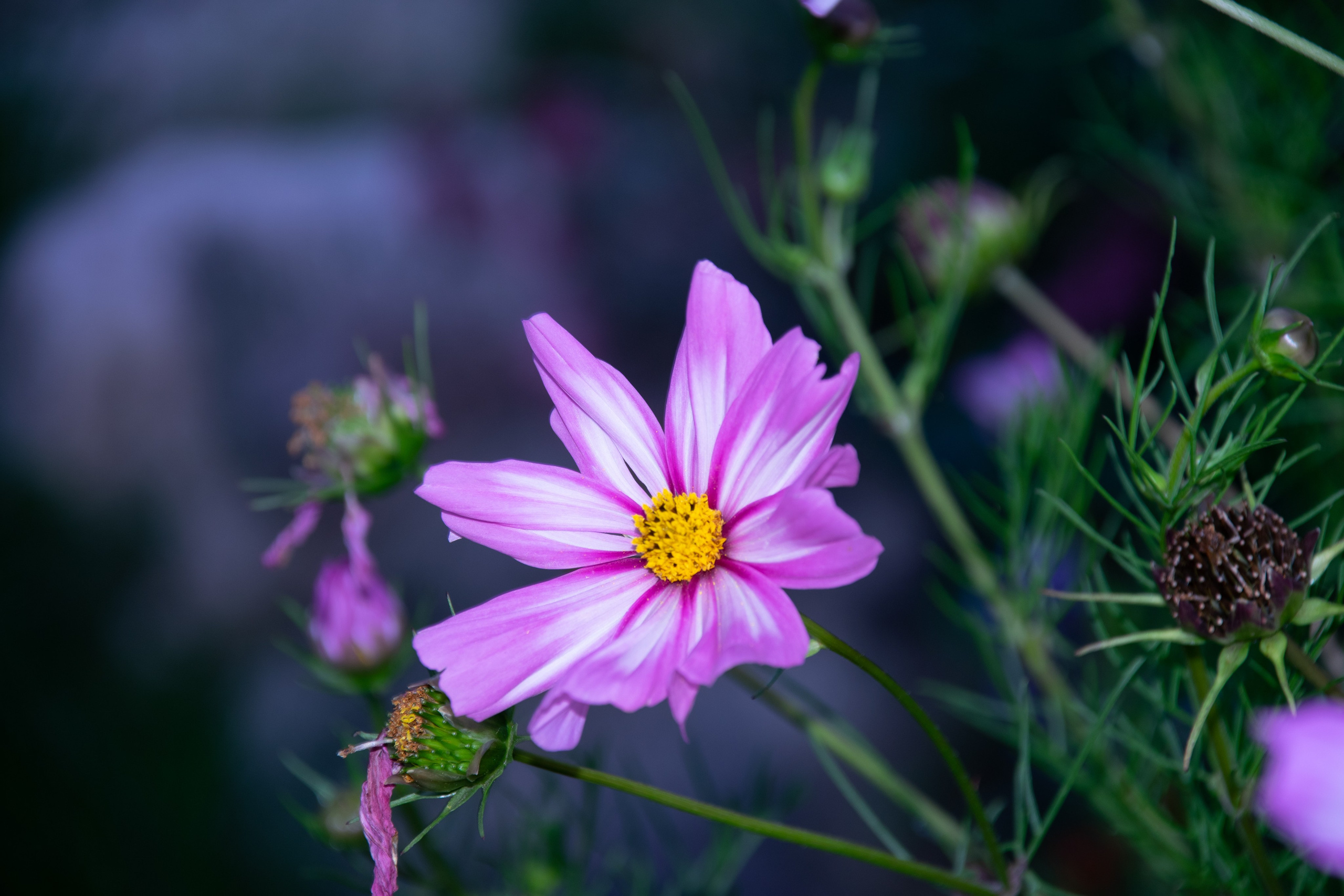 Portfolio. Photographer in Sotenäs municipality. Fotograf i Sotenäs kommun