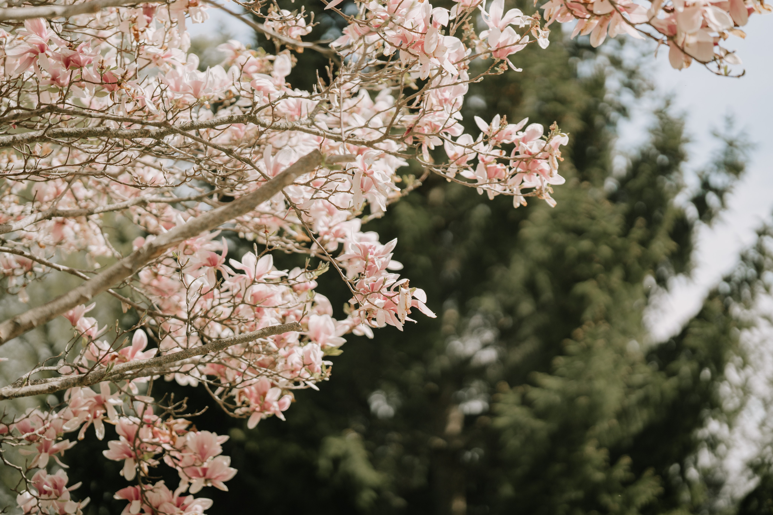 Gagan & Jasmeen. Wedding Photographer & Cinematographer studios