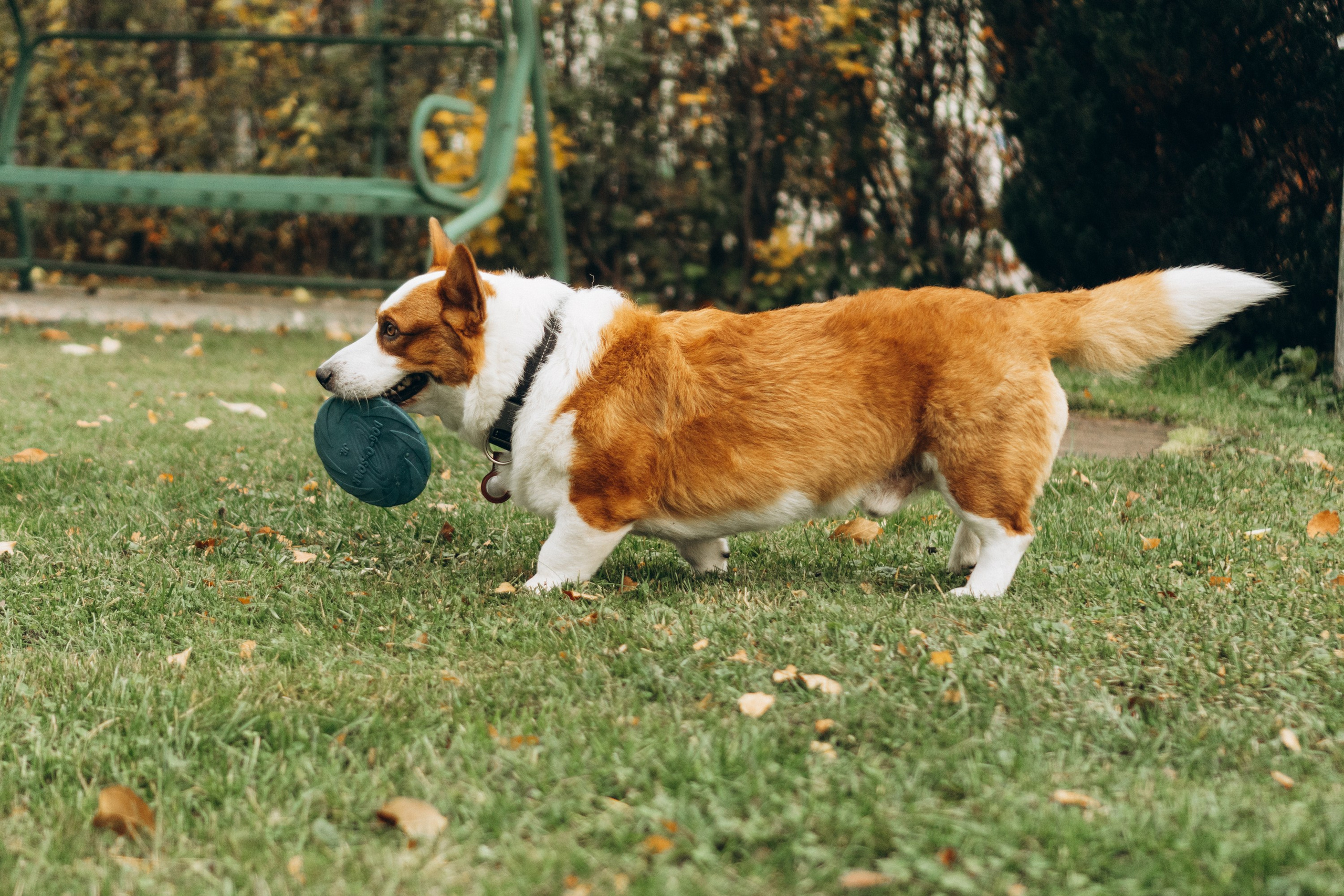 Jelena and her Sandy, Pug and Katja and her Safiir, Cardigan Welsh Corgi. Kat Laisaar — Pet photographer in Tallinn