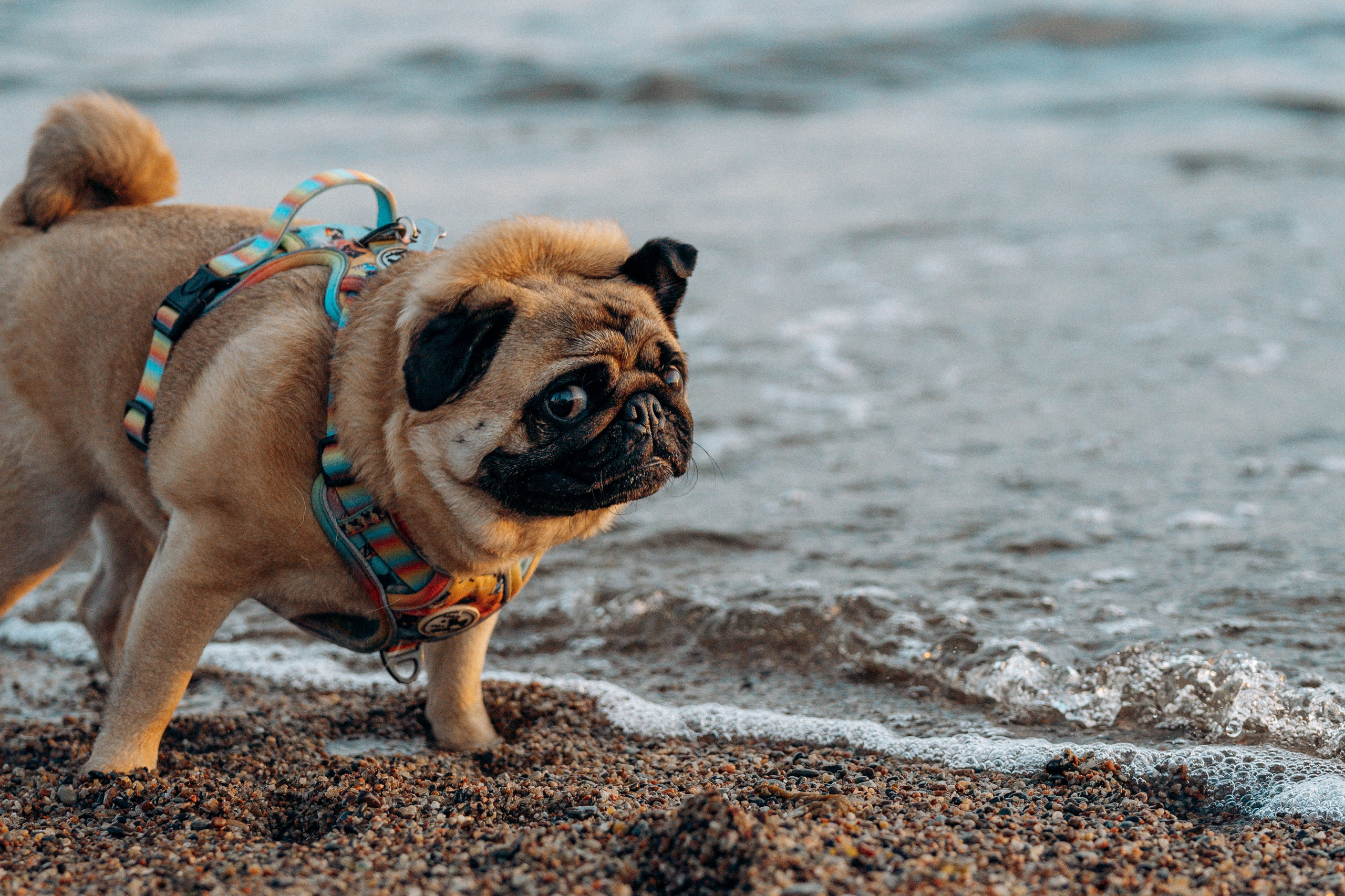 Frank, Tony, Katerina & Lev. Kat Laisaar — Pet photographer in Tallinn