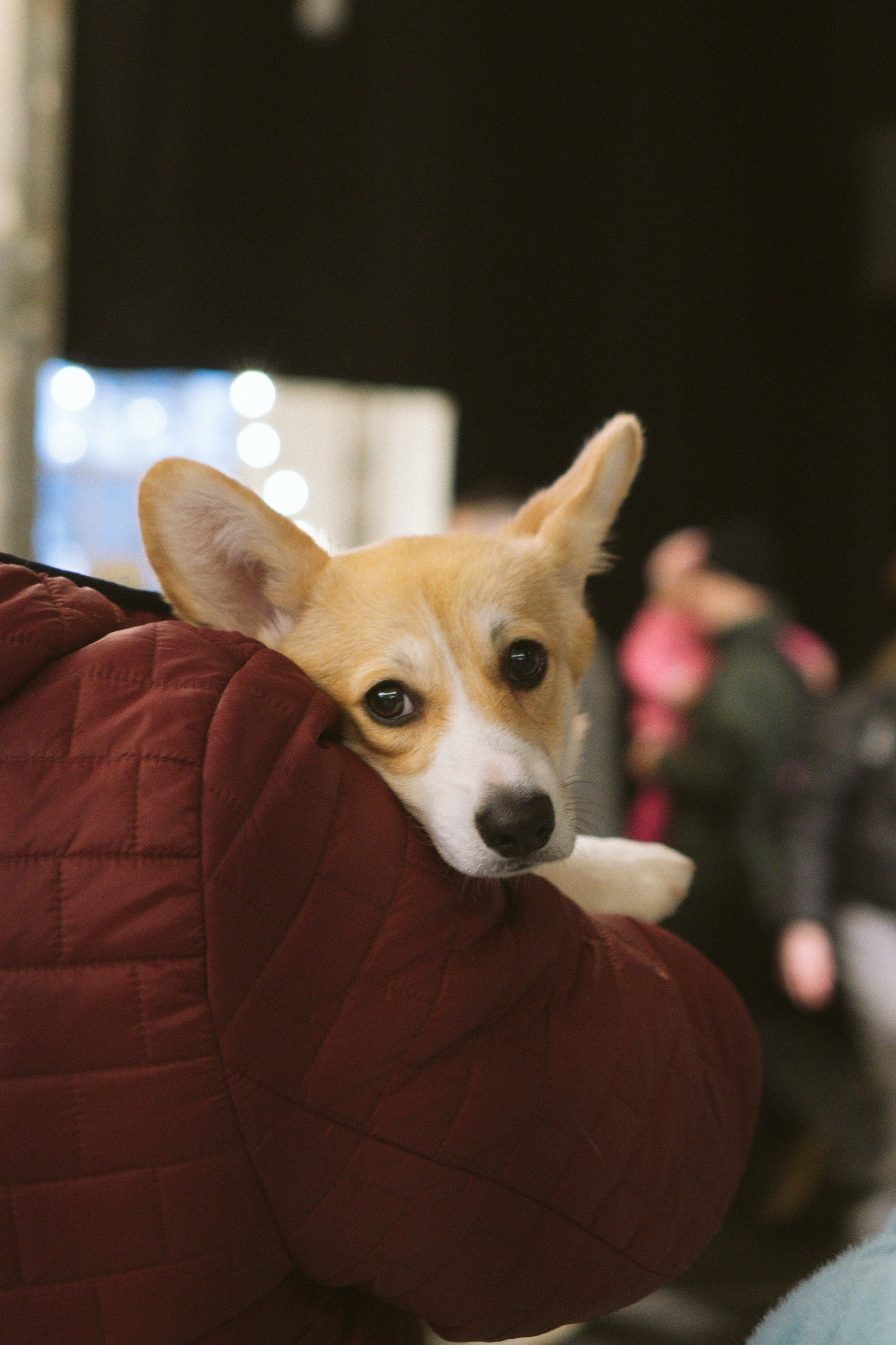 Corgi Fest, Christmas edition. Kat Laisaar — Pet photographer in Tallinn