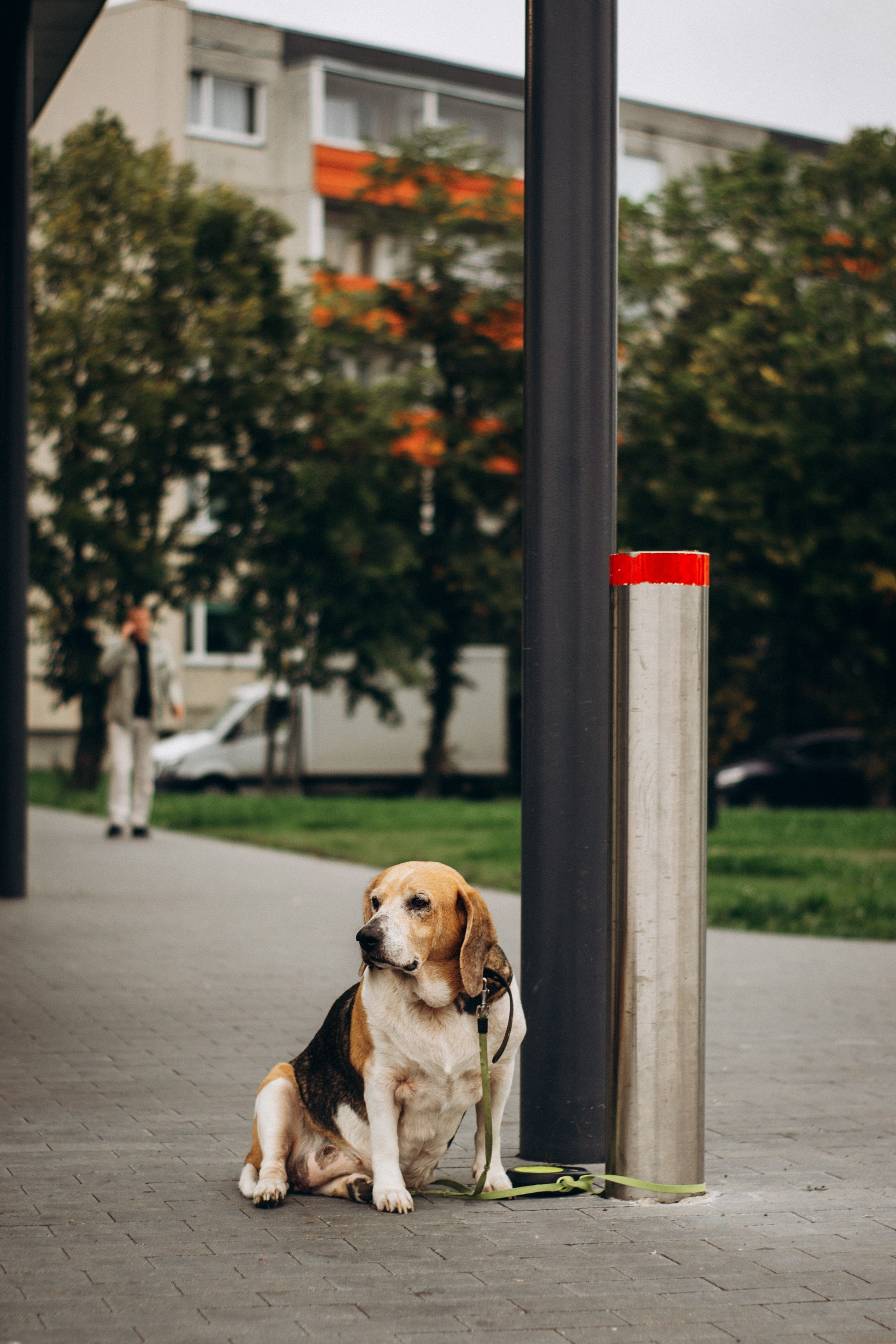 Dog Street Photography in Estonia. Kat Laisaar — Pet photographer in Tallinn