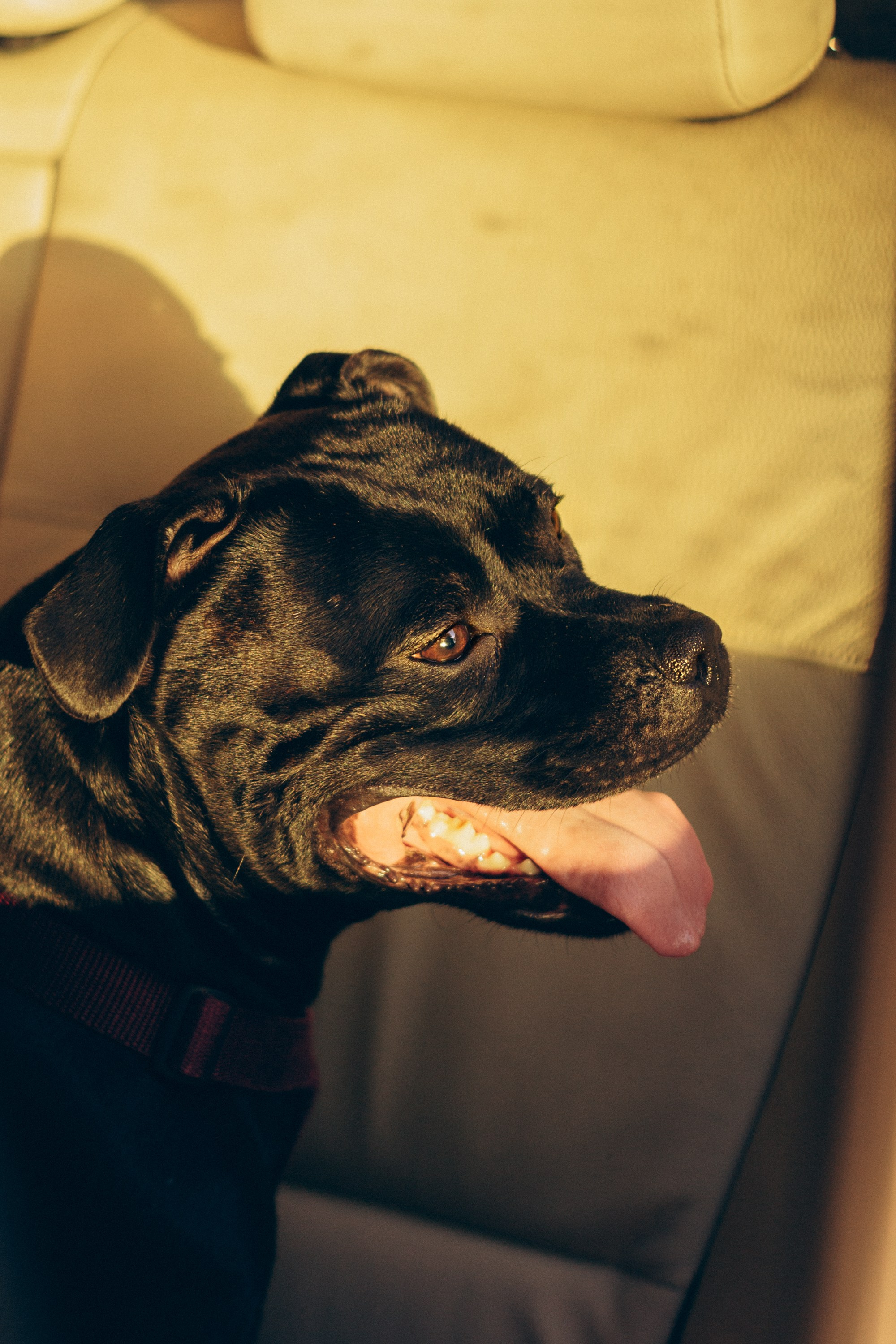 Severa and Barracuda, Staffordshire Bull Terriers. Kat Laisaar — Pet photographer in Tallinn