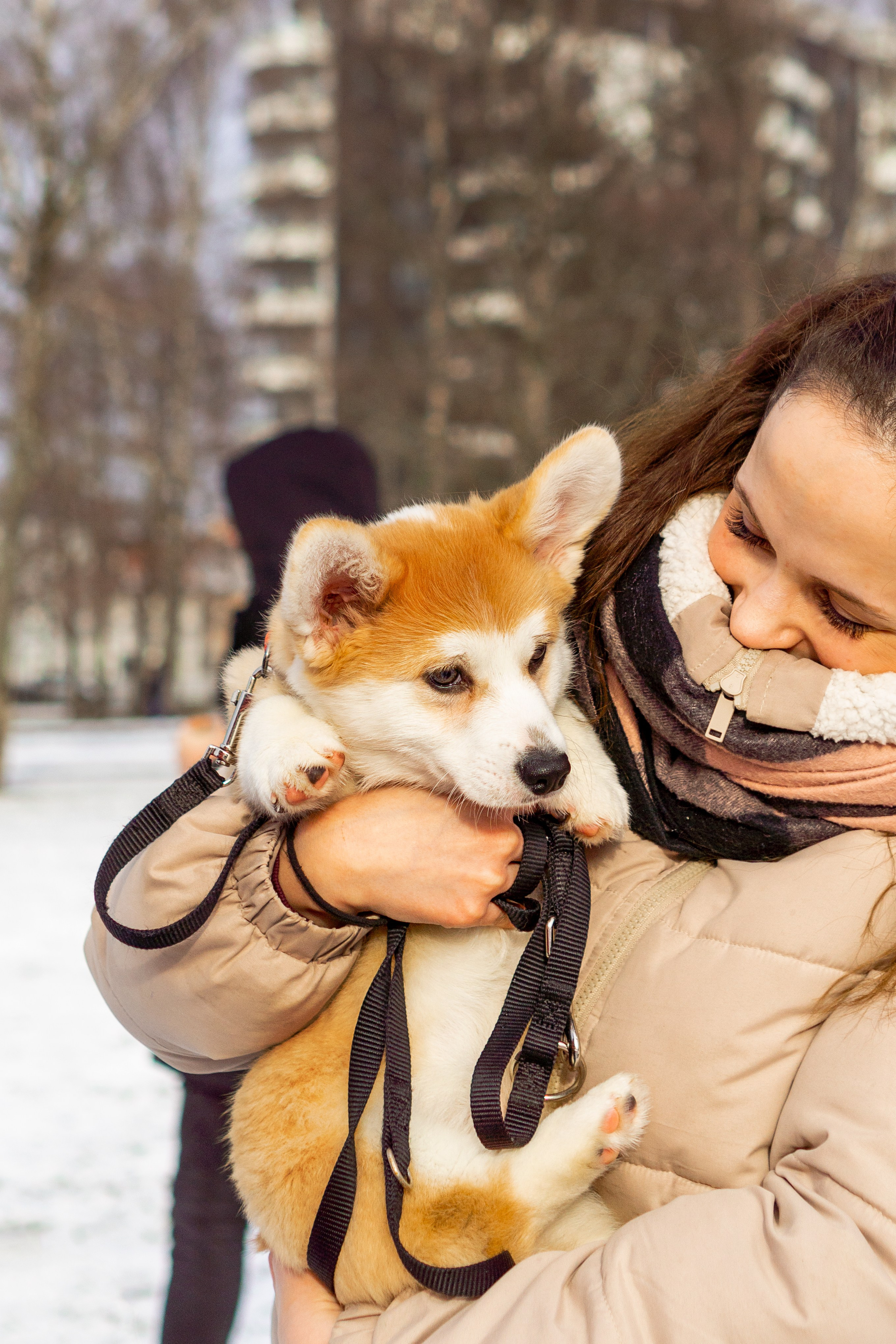 Corgi party, 23 feb. 2025. Kat Laisaar — Pet photographer in Tallinn