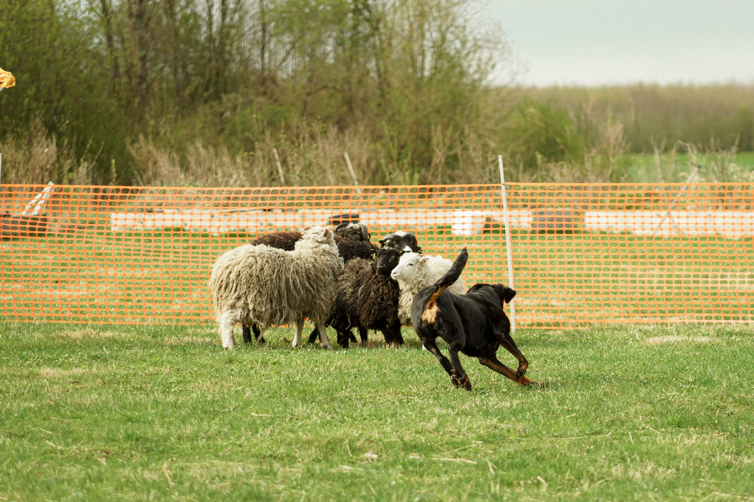 Herding Days, 26 apr. 2025. Kat Laisaar — Pet photographer in Tallinn