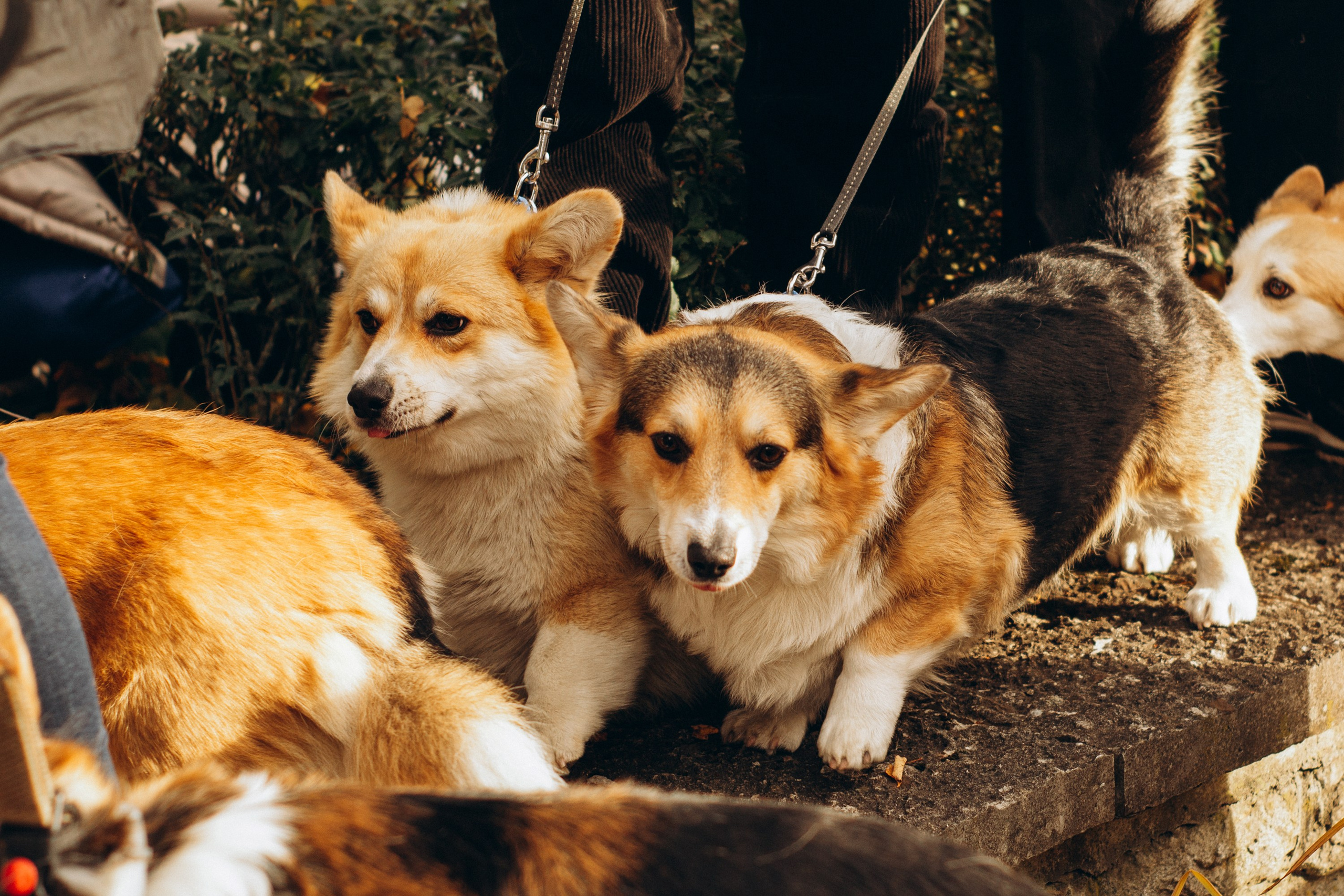 Corgi party, october. Kat Laisaar — Pet photographer in Tallinn