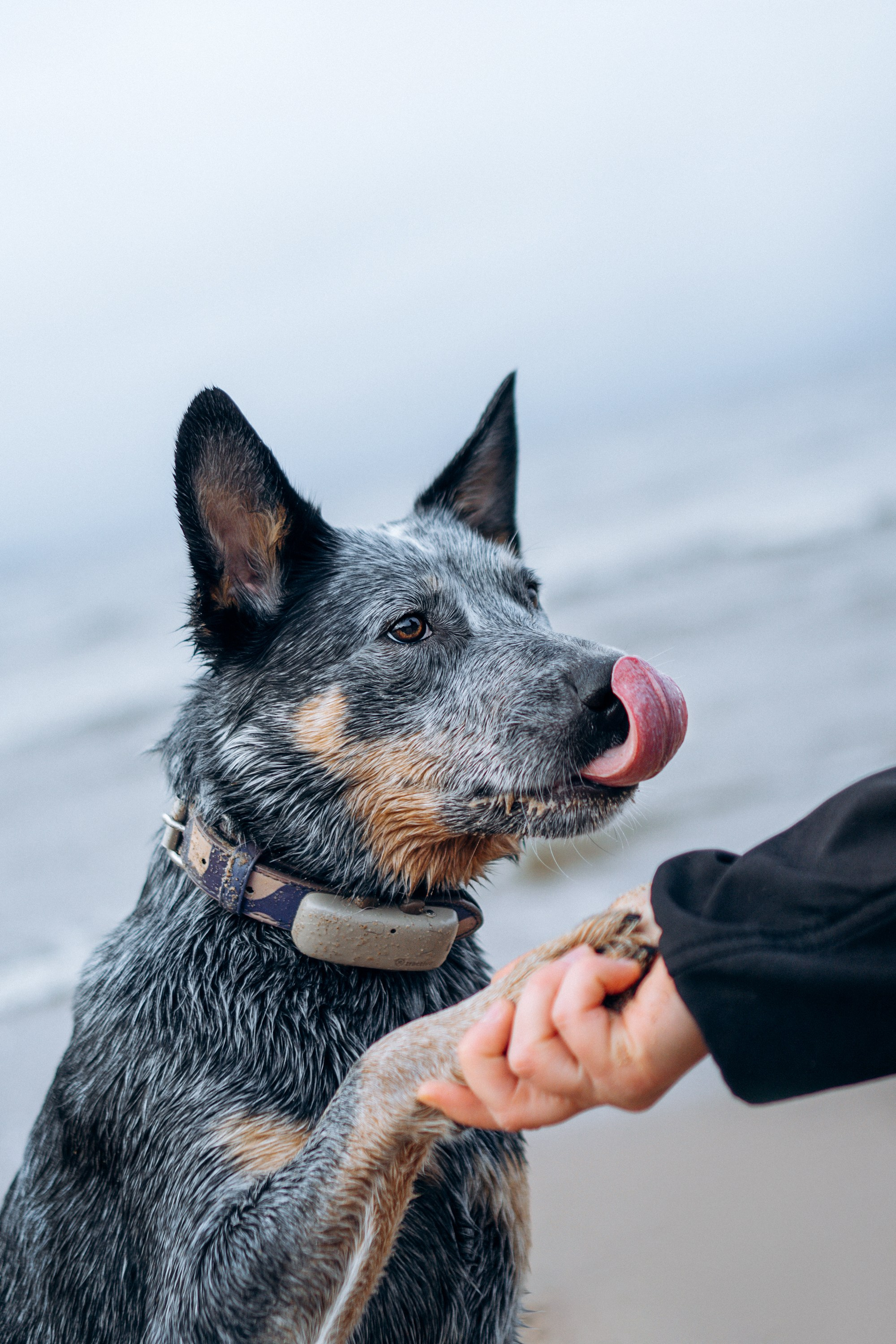 Polina and her Dakota, Australian Cattle Dog. Kat Laisaar — Pet photographer in Tallinn