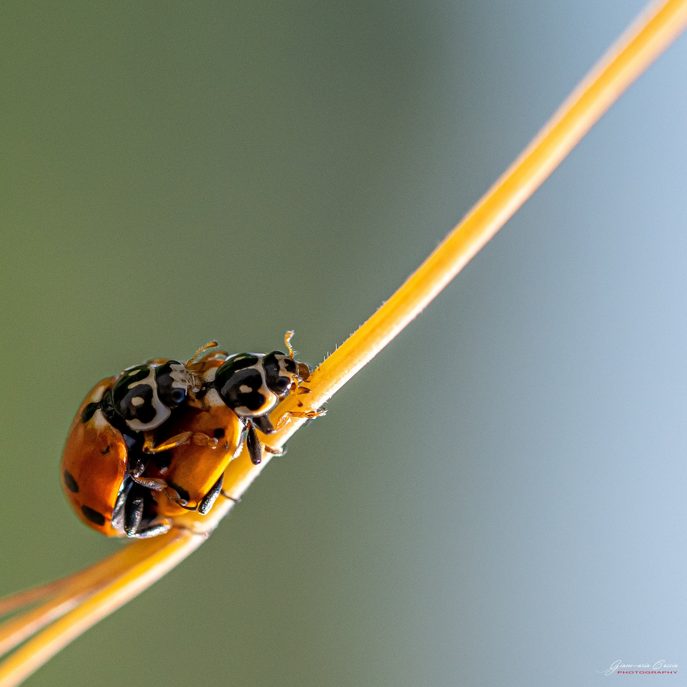 Insetti Simpatici. “Gianmaria Coscia fotografo per passione”