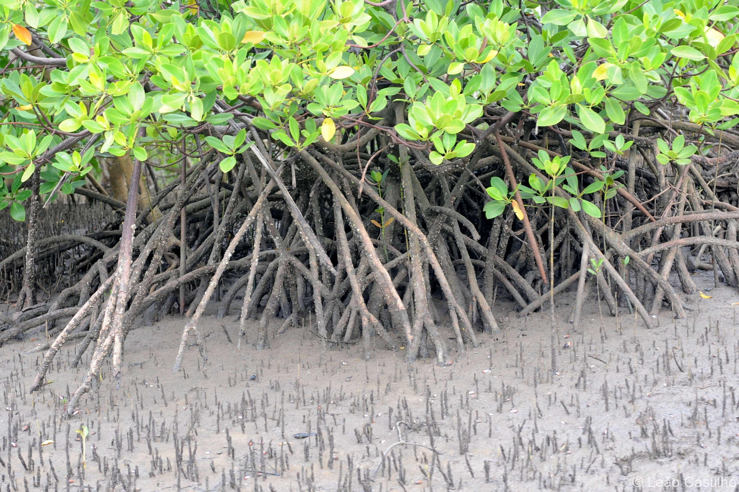 Photos from Mozambique. Simbahalu