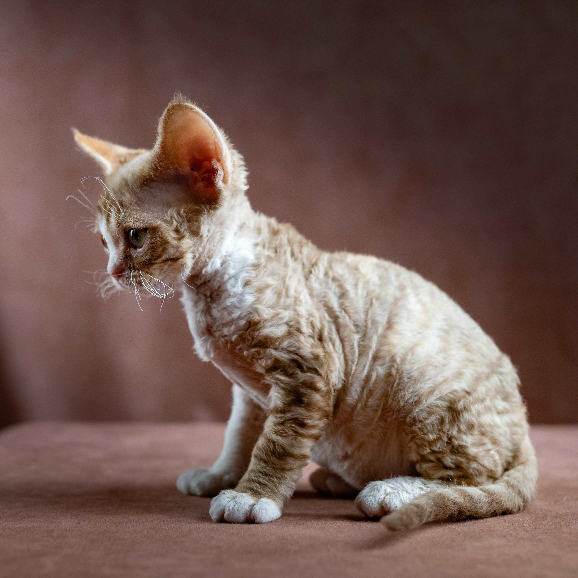 Houston, girl, born 04.20.25. Devon Rex Pixie Cattery