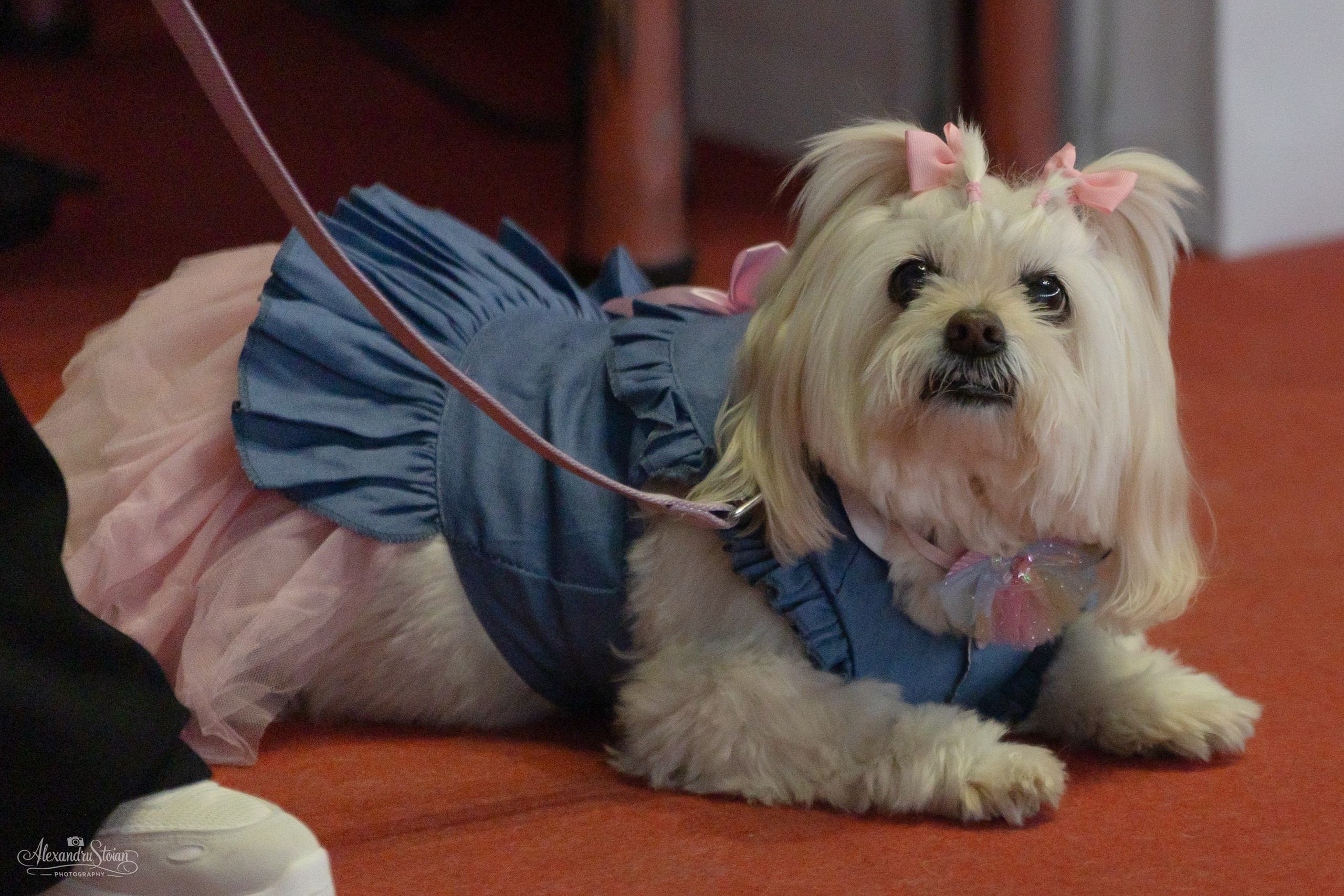 Pet EXPO. Http://www.alexphoto.ro