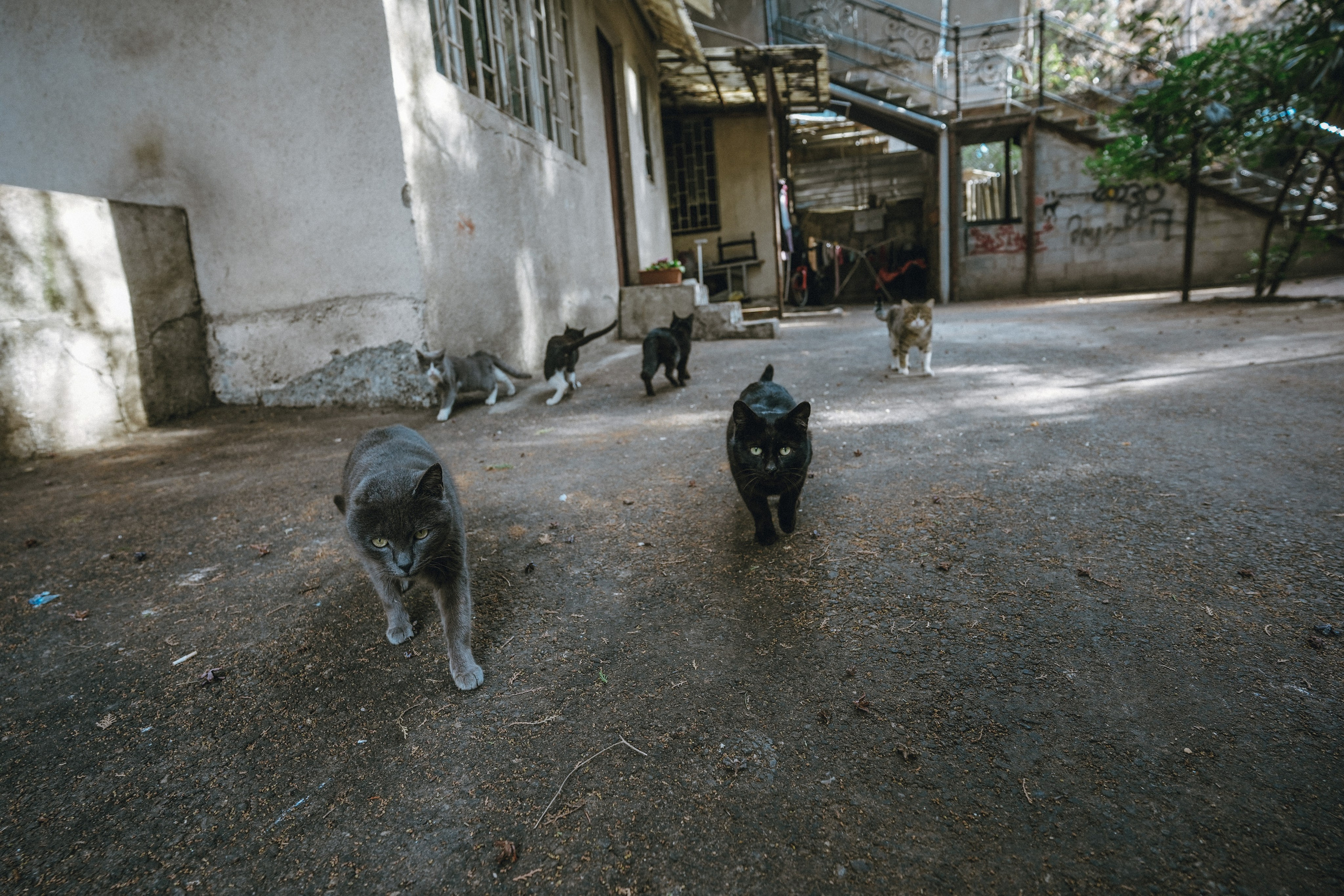 Кот шпедингера. Стрит-фотография, полная абсурда, идиотизма и красоты