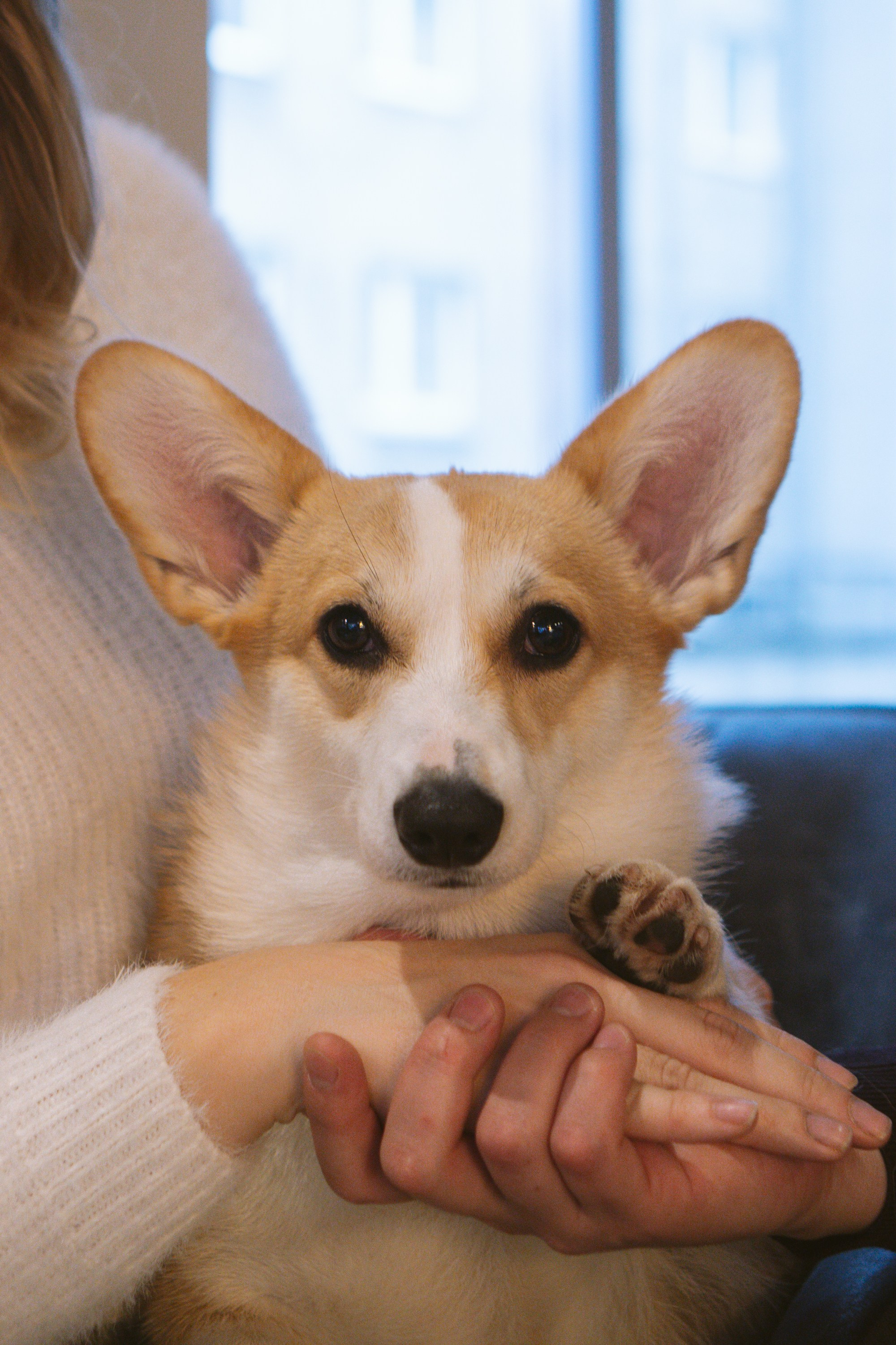 Maarika, Jegor and their Luna, Pembroke Welsh Corgi. Kat Laisaar — Pet photographer in Tallinn
