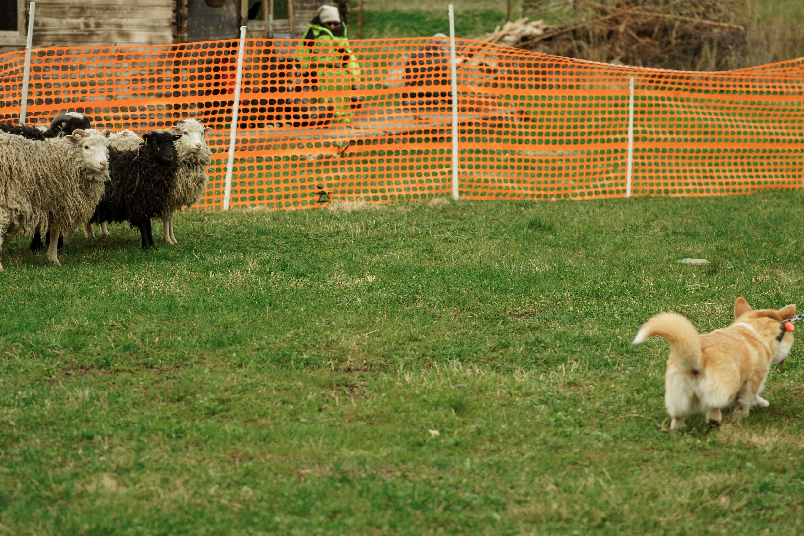 Herding Days, 26 apr. 2025. Kat Laisaar — Pet photographer in Tallinn