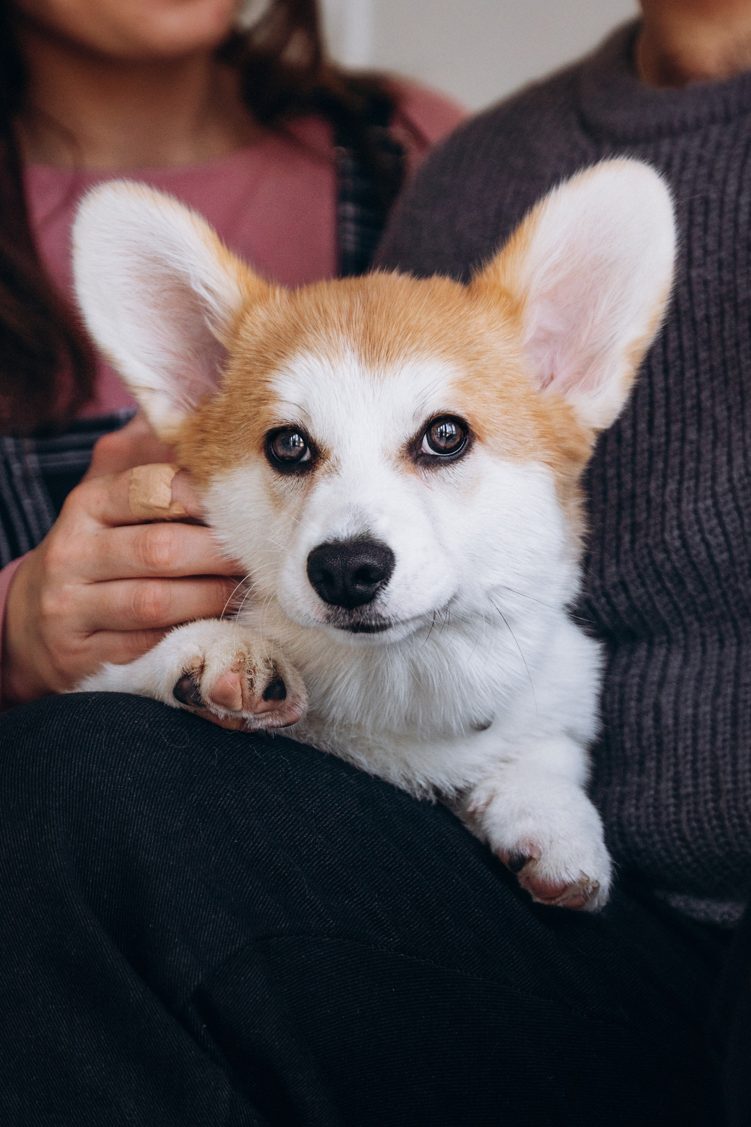 Mars & his Family. Kat Laisaar — Pet photographer in Tallinn