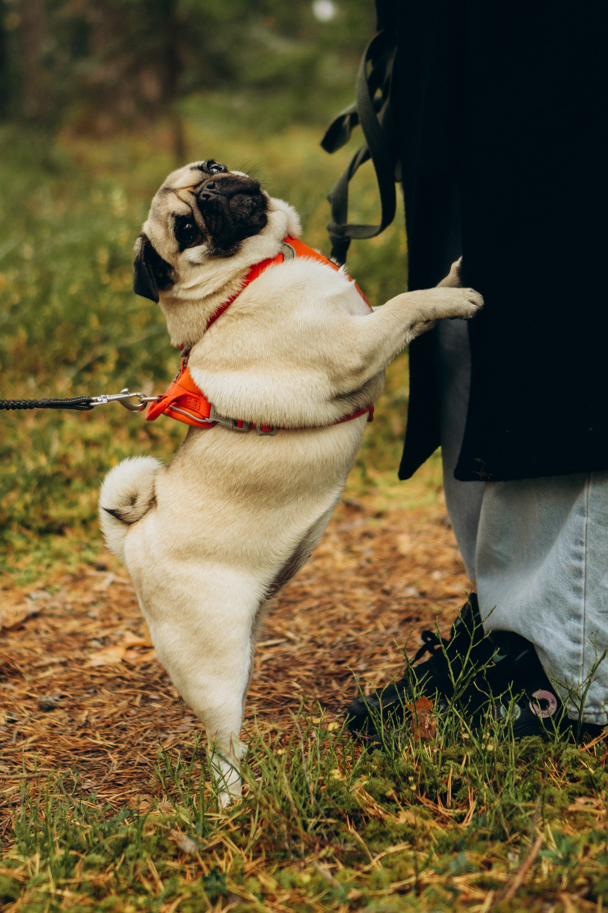 Jelena and her Sandy, Pug and Katja and her Safiir, Cardigan Welsh Corgi. Kat Laisaar — Pet photographer in Tallinn