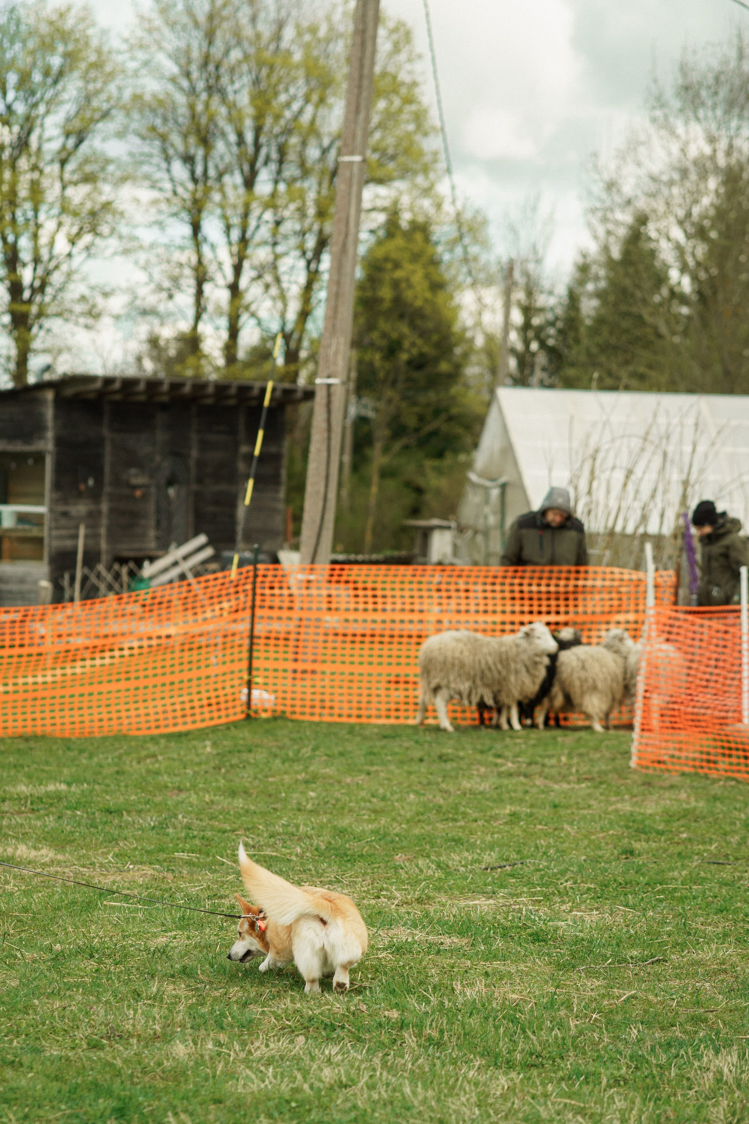 Herding Days, 26 apr. 2025. Kat Laisaar — Pet photographer in Tallinn