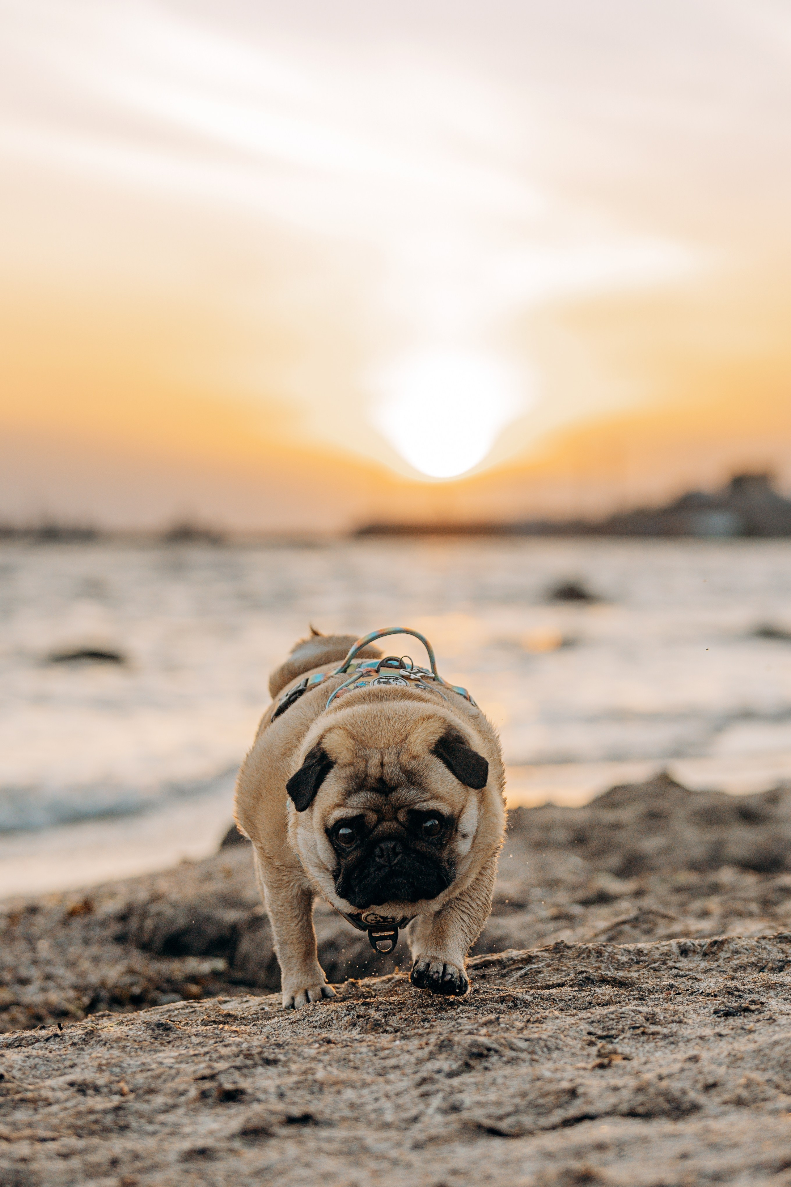 Frank, Tony, Katerina & Lev. Kat Laisaar — Pet photographer in Tallinn