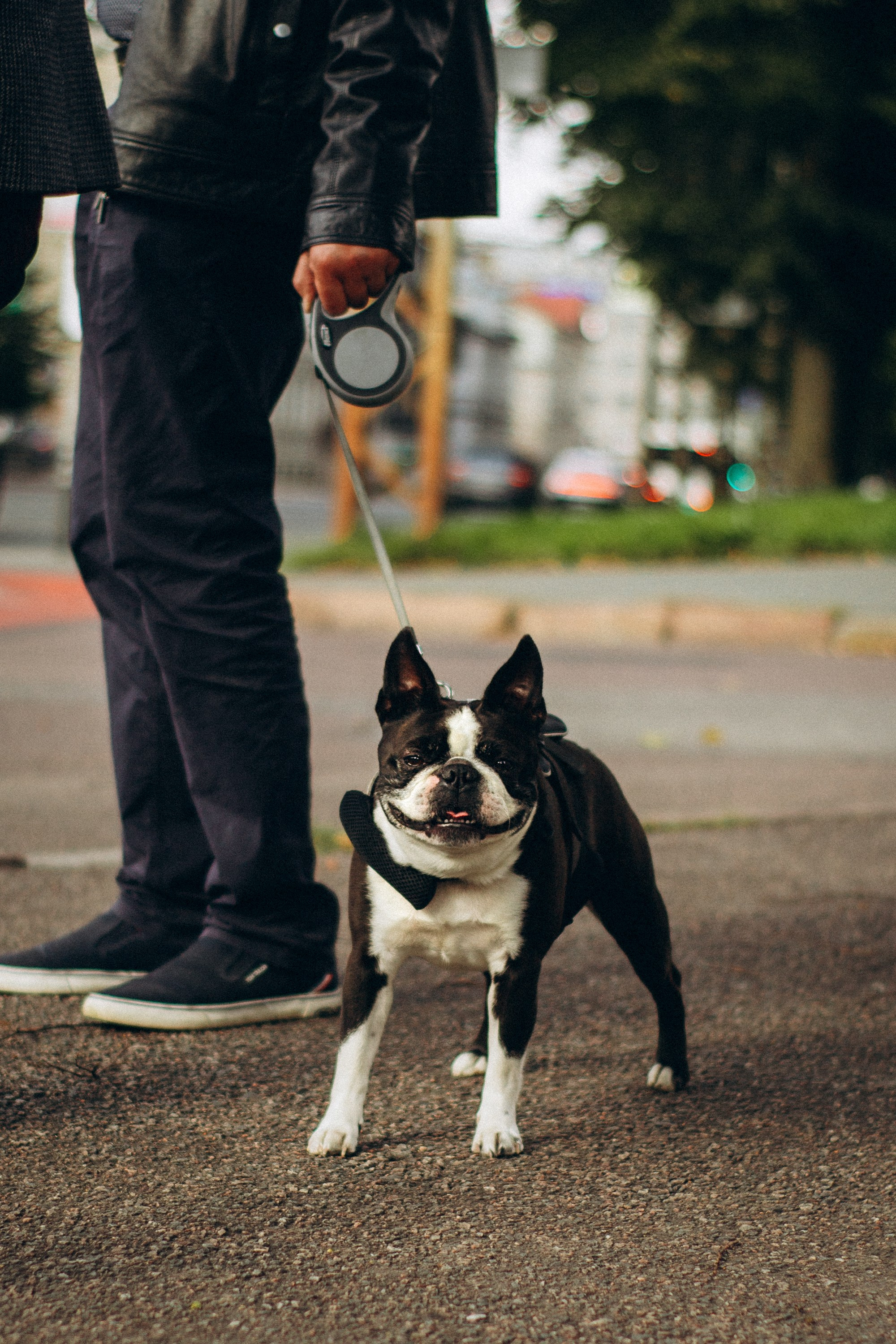 Dog Street Photography in Estonia. Kat Laisaar — Pet photographer in Tallinn