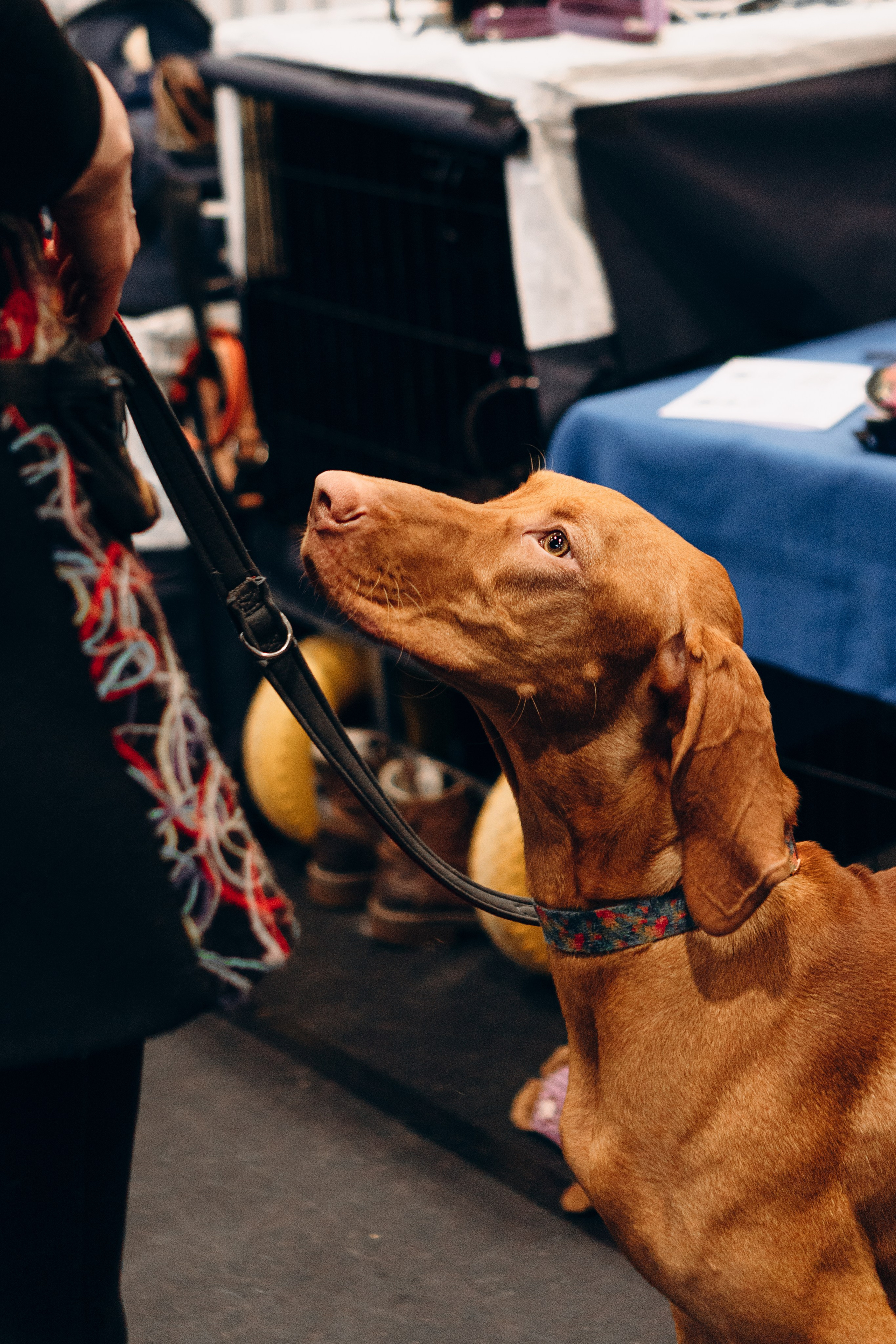 Pärnu dog weekend photo report. Kat Laisaar — Pet photographer in Tallinn