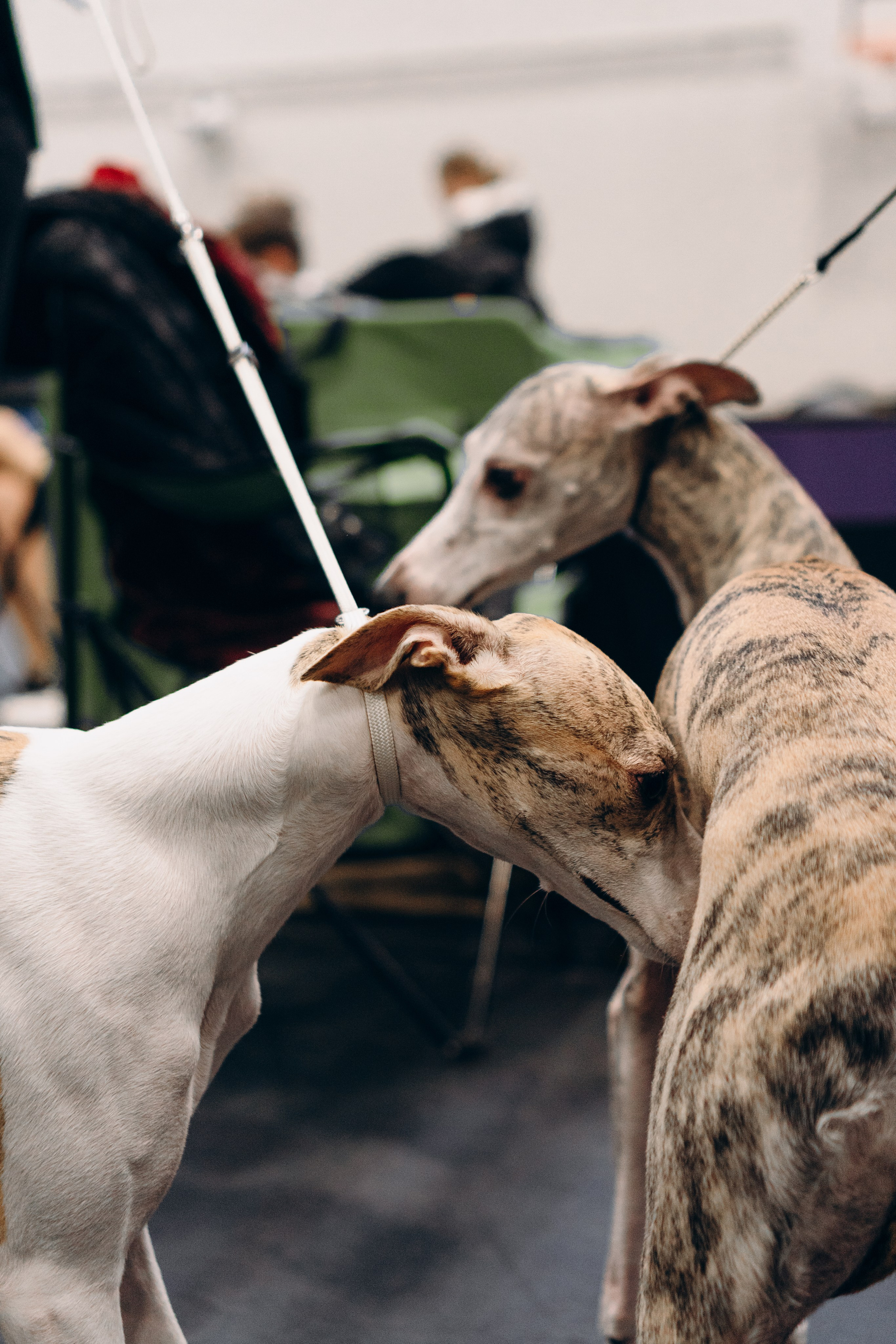 Pärnu dog weekend photo report. Kat Laisaar — Pet photographer in Tallinn