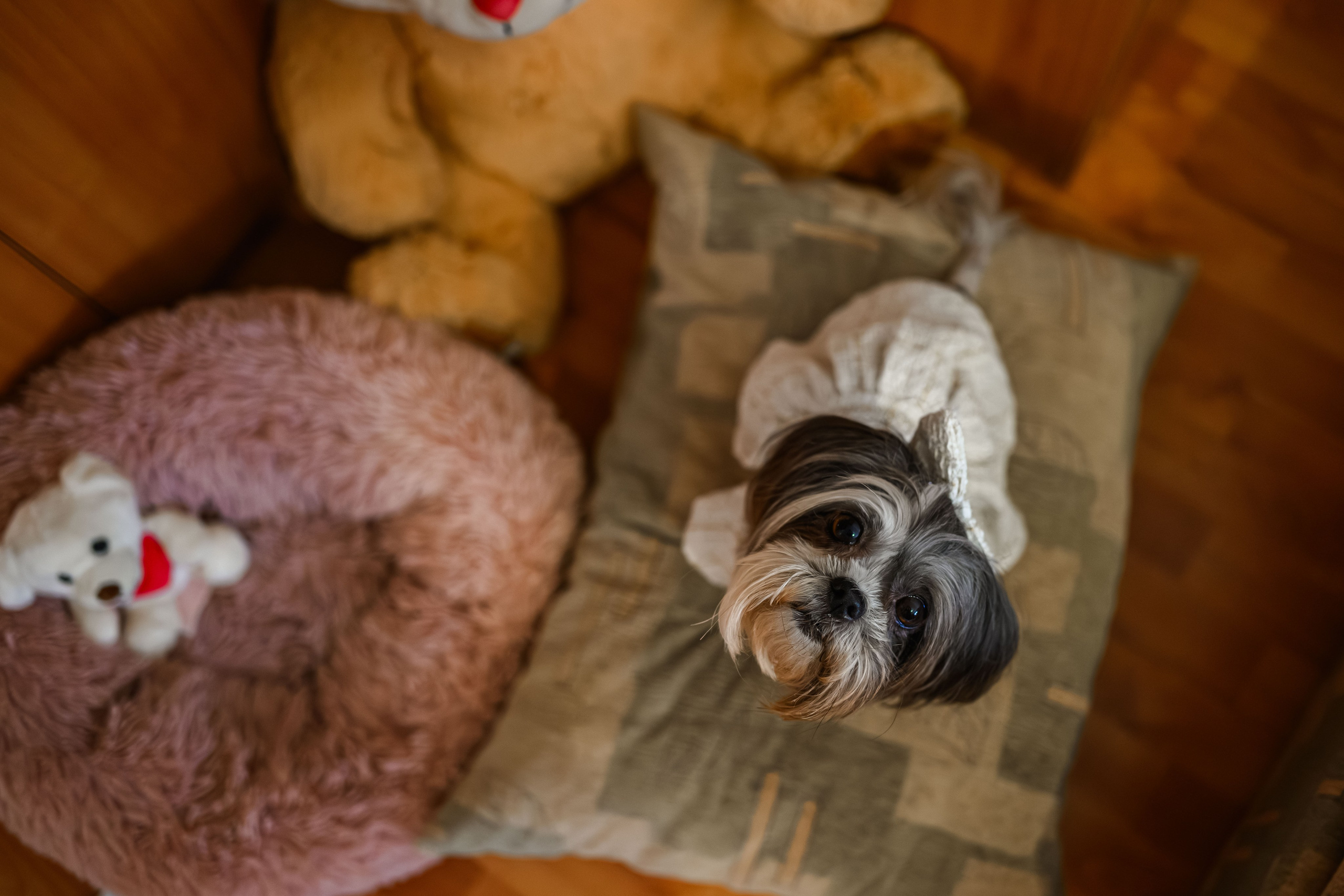 Ariana Giulia. Erik Bagy | Fotograf de Nuntă