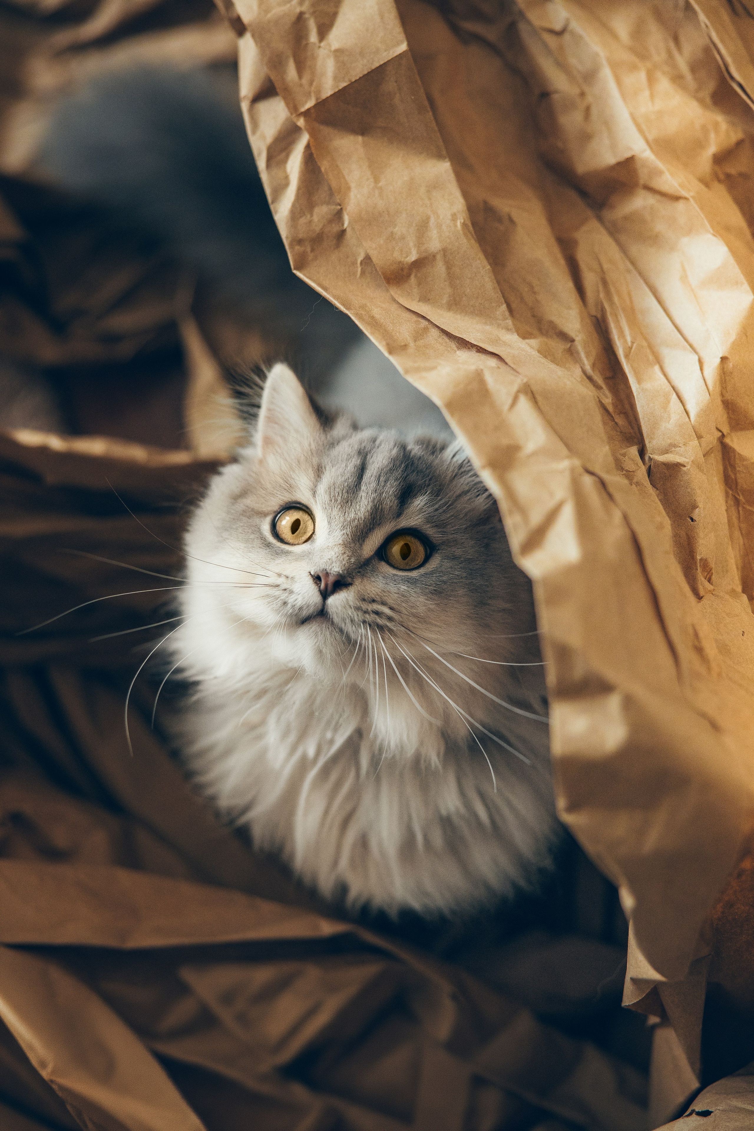 Cat Mars. Family and children’s photographer and videographer in Chicago