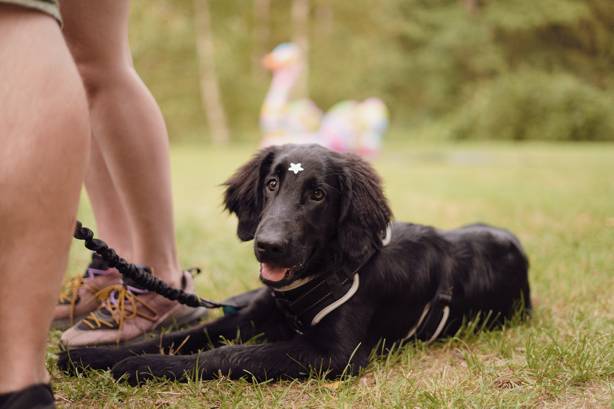 Kamilė ir Deividas. Fotografė Agnė Navickaitė