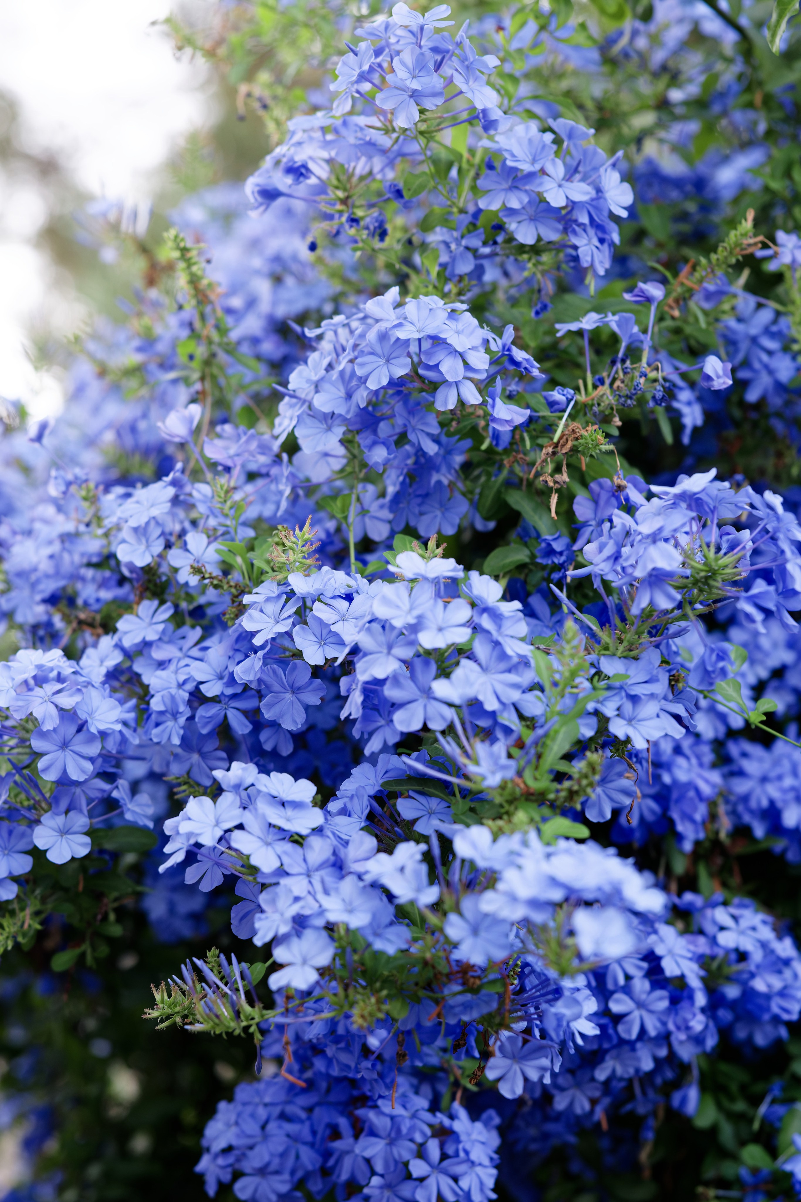 Indian wedding Haldi ceremony & Mehndi Night at Masia Nur, Sitges, Spain Preview