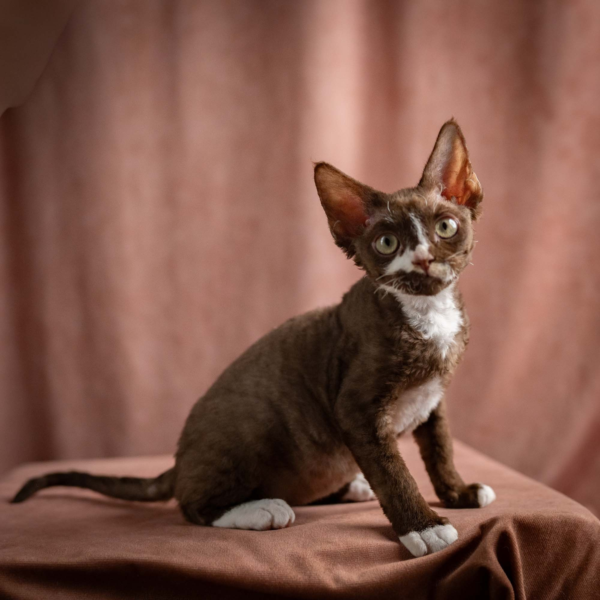 Preston, boy, born 02.11.26. Devon Rex Pixie Cattery