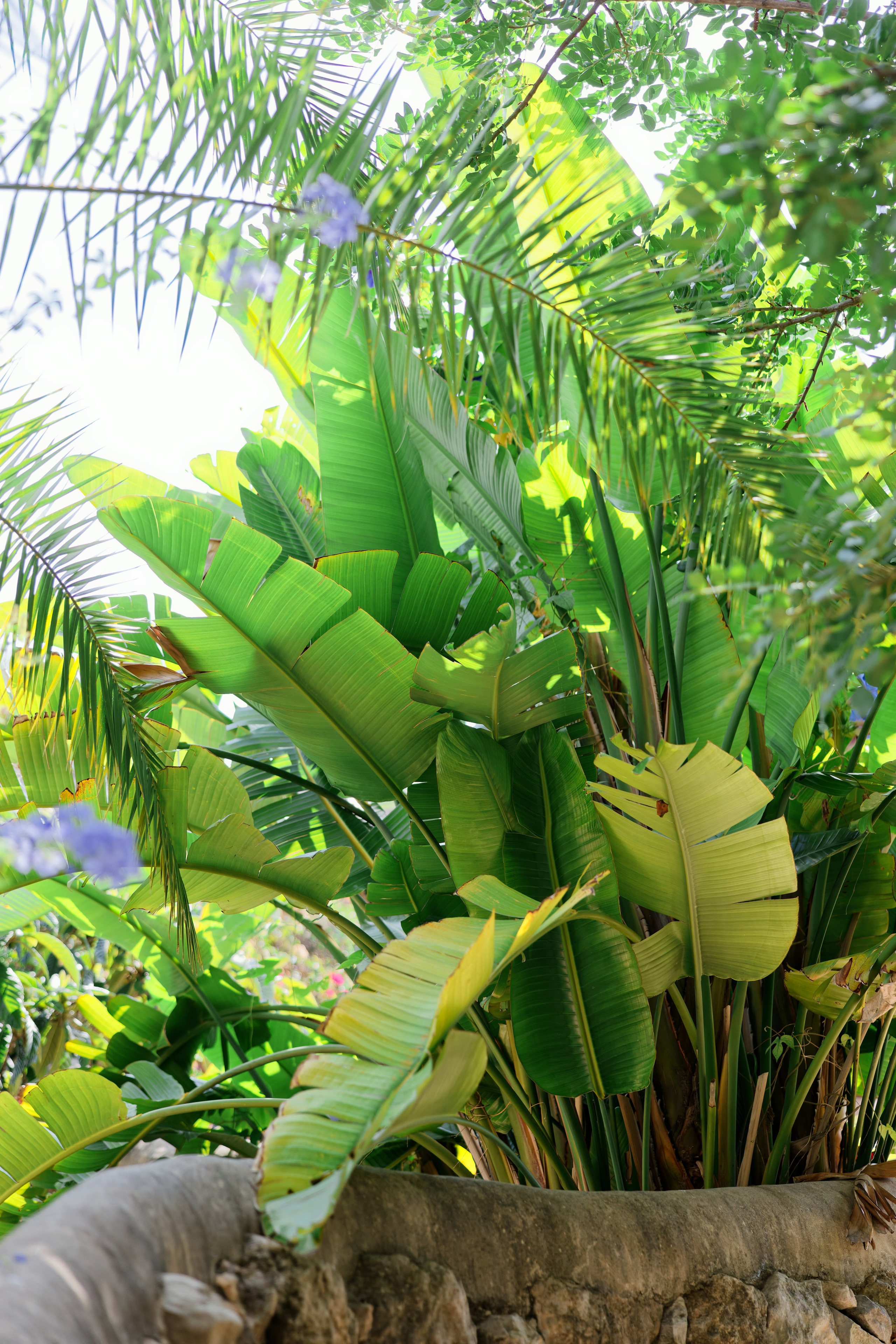 Haldi Ceremony & Mehndi Night & pre-wedding dinner, Barcelona