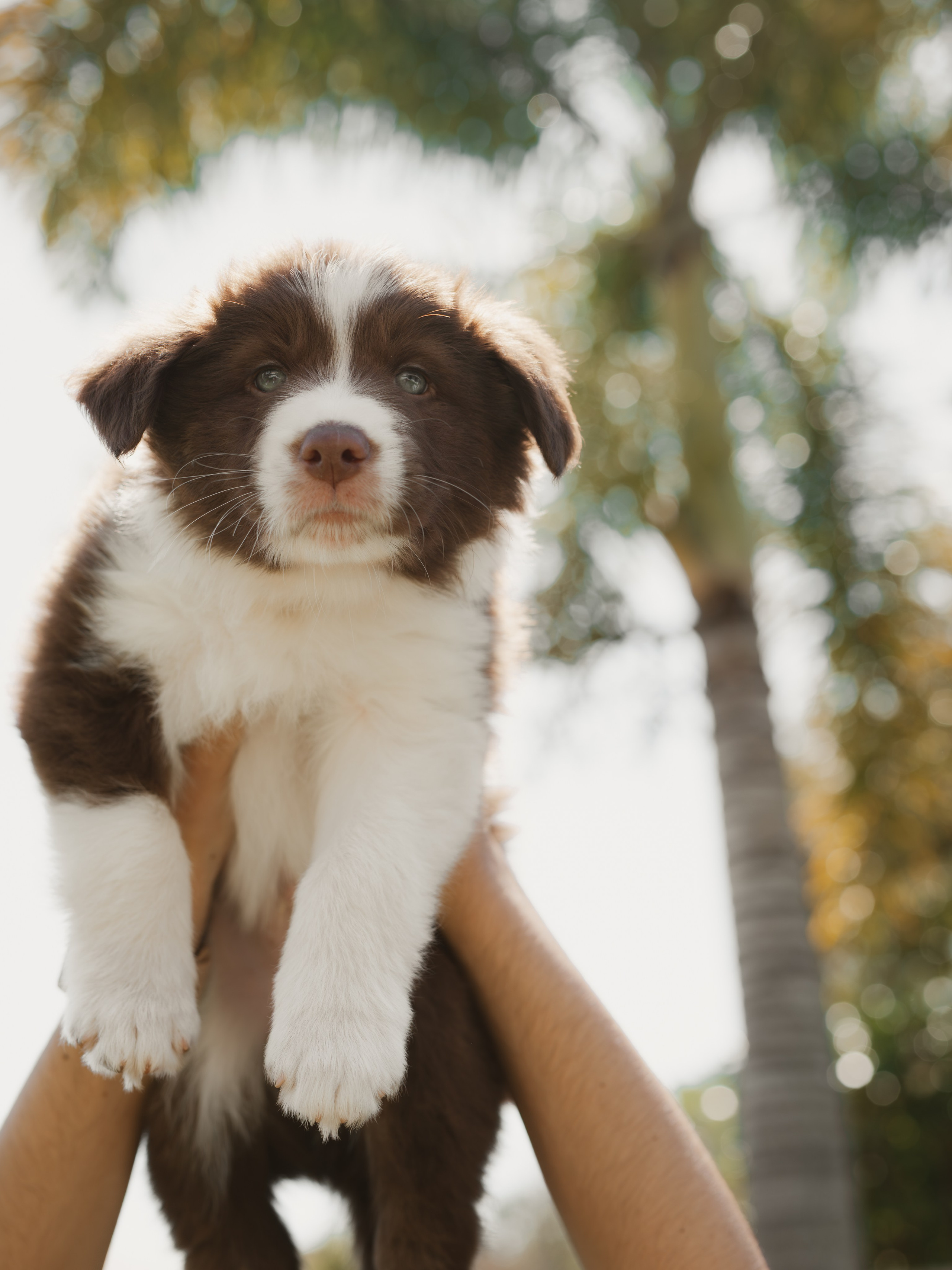 Goldies Collies — Pups. Natural and candid photography Jean Santiago