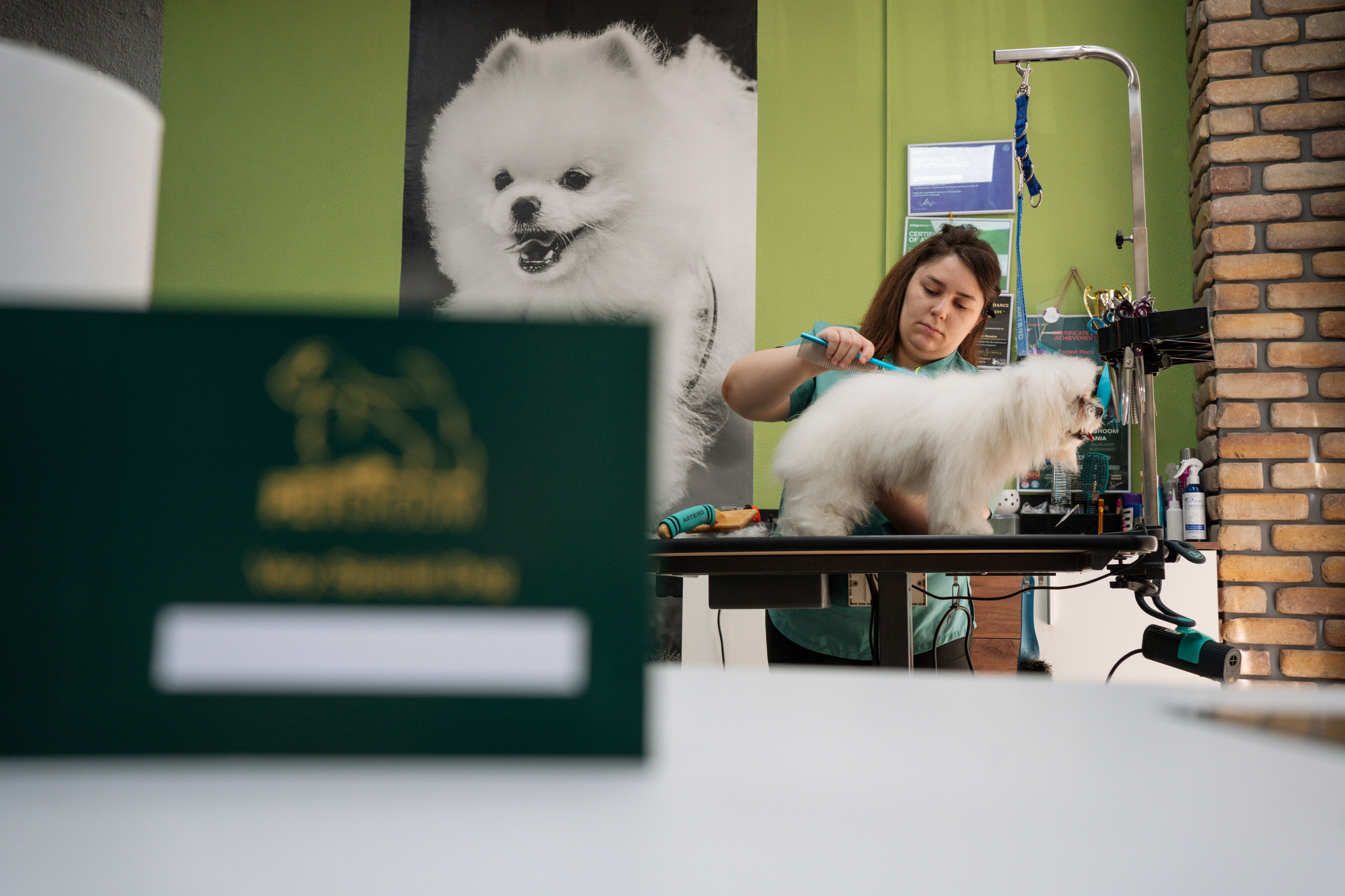 PetGroom Timisoara. Cozac Cristian Photographer