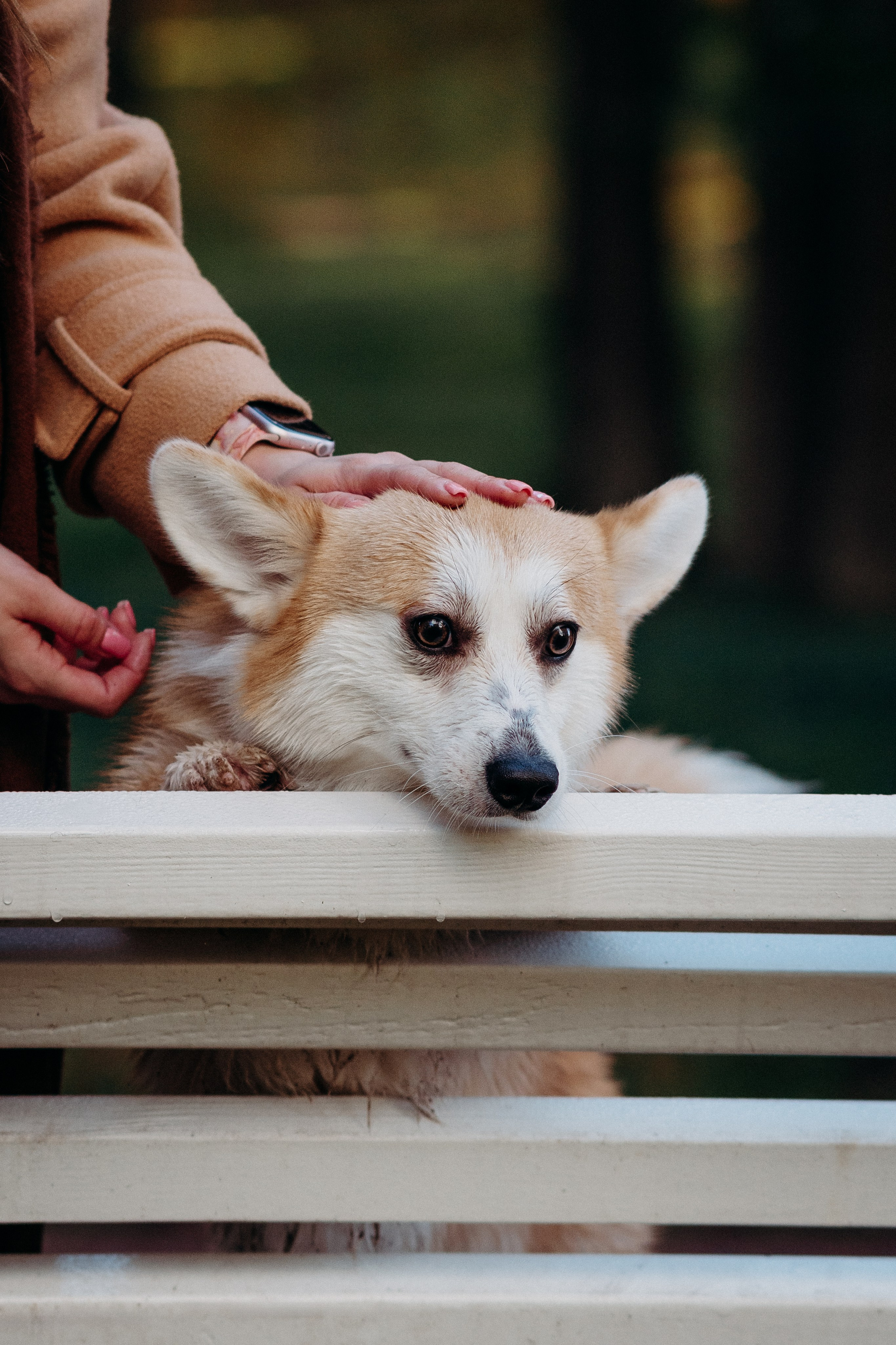 Liisa, Alexander & Marsel. Фотограф-анималист в Таллинне, Катя Лайсаар