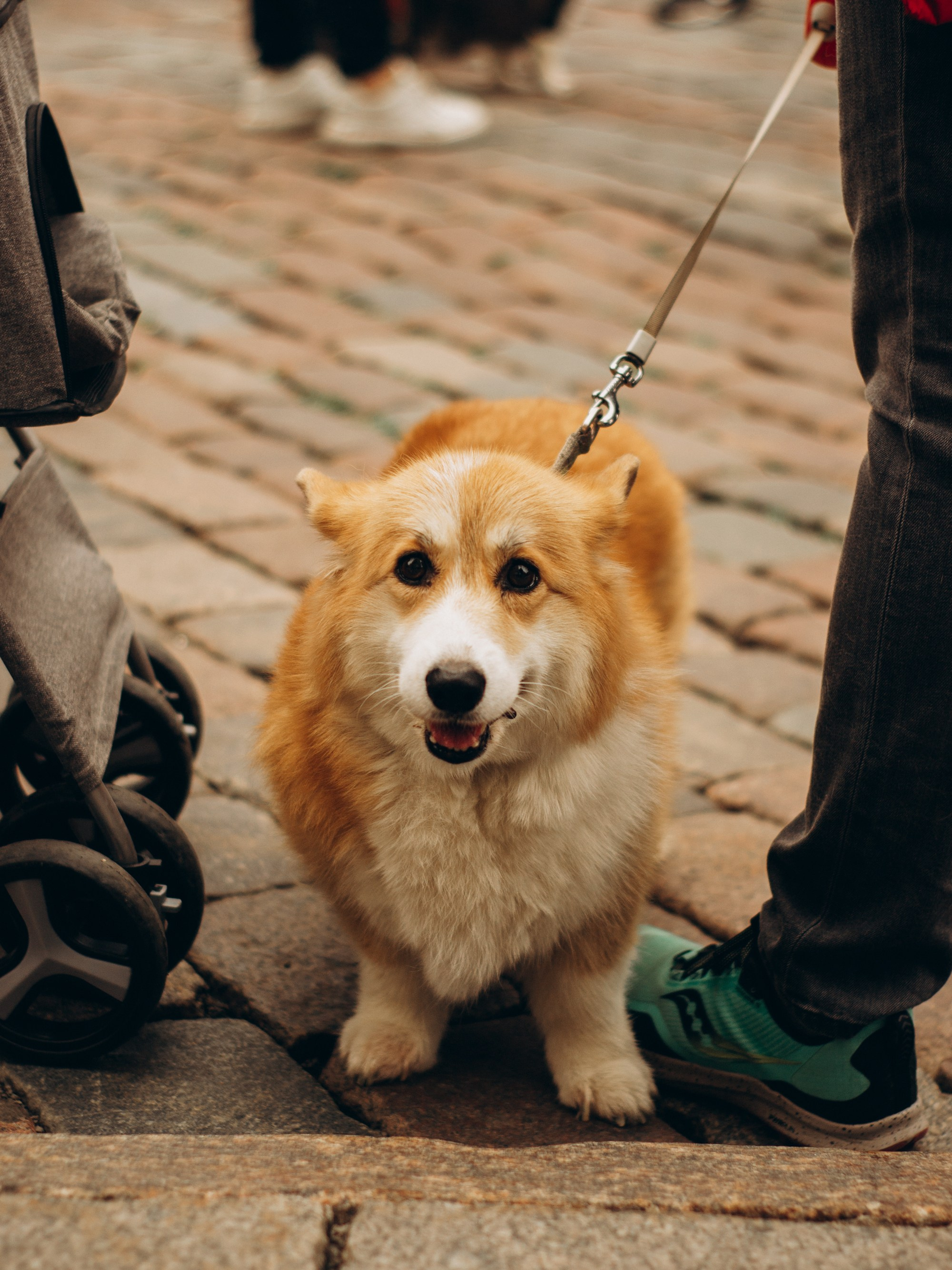 Corgi party, september. Kat Laisaar — Pet photographer in Tallinn