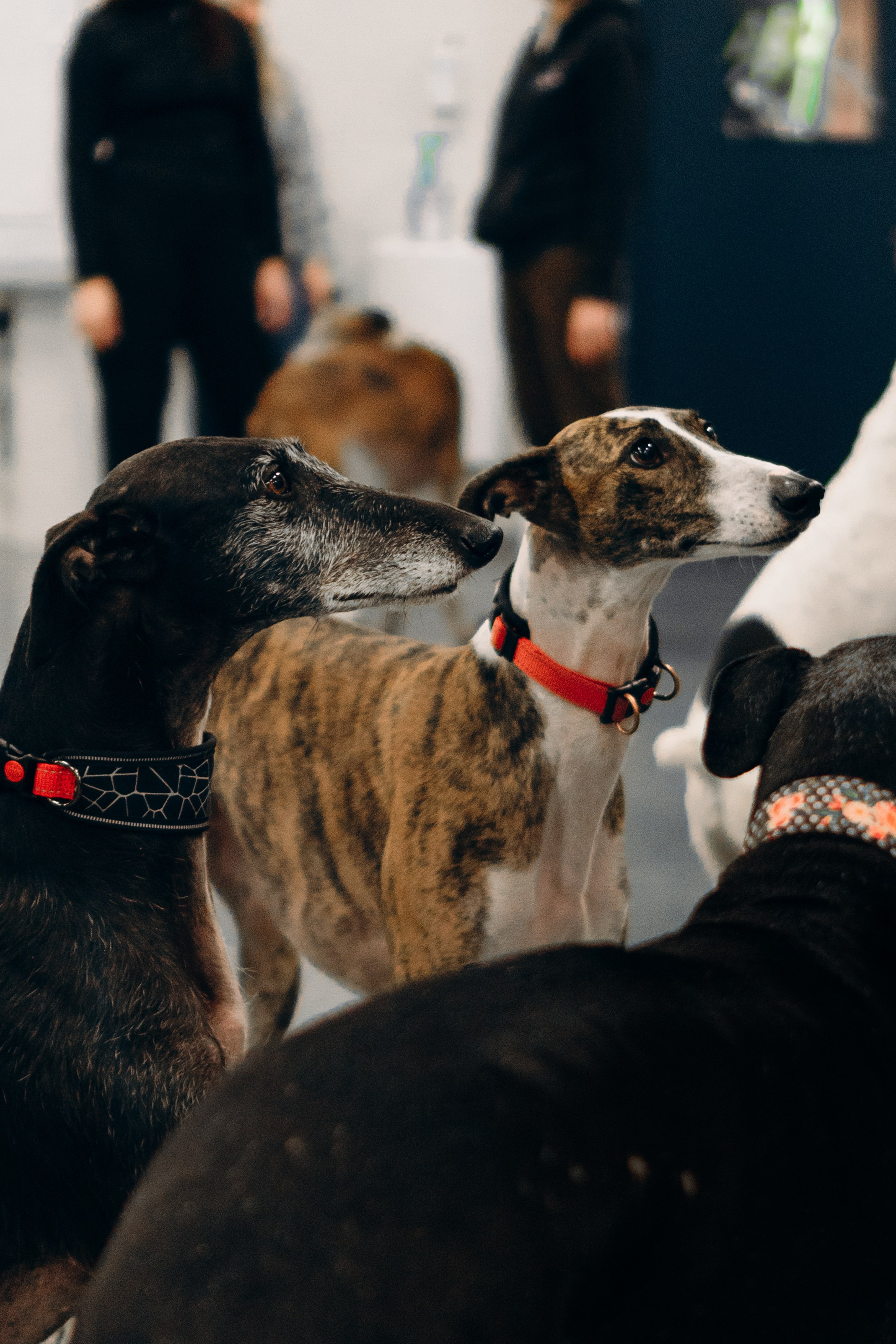 GalgoTreff / PetCity Rannamõisa, 13 apr. 2025. Kat Laisaar — Pet photographer in Tallinn